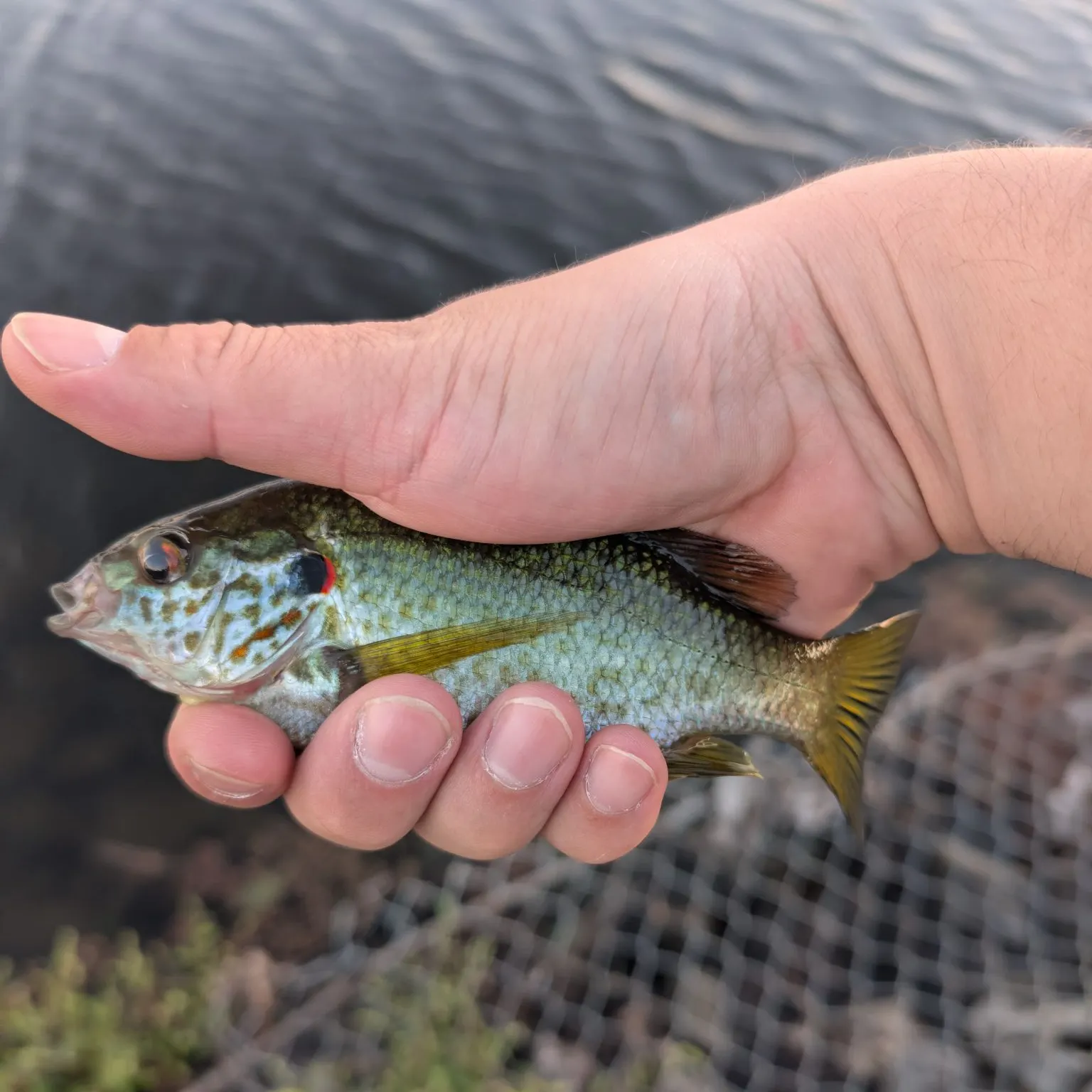Redear sunfish caught on Fishbrain