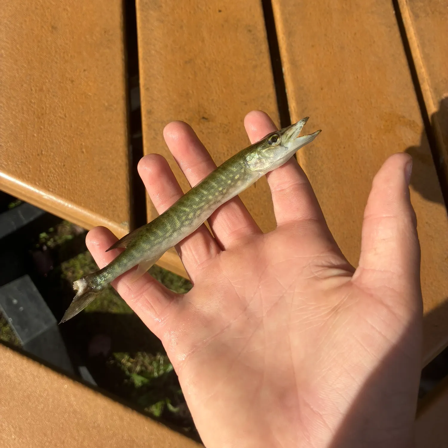 Chain pickerel caught on Fishbrain