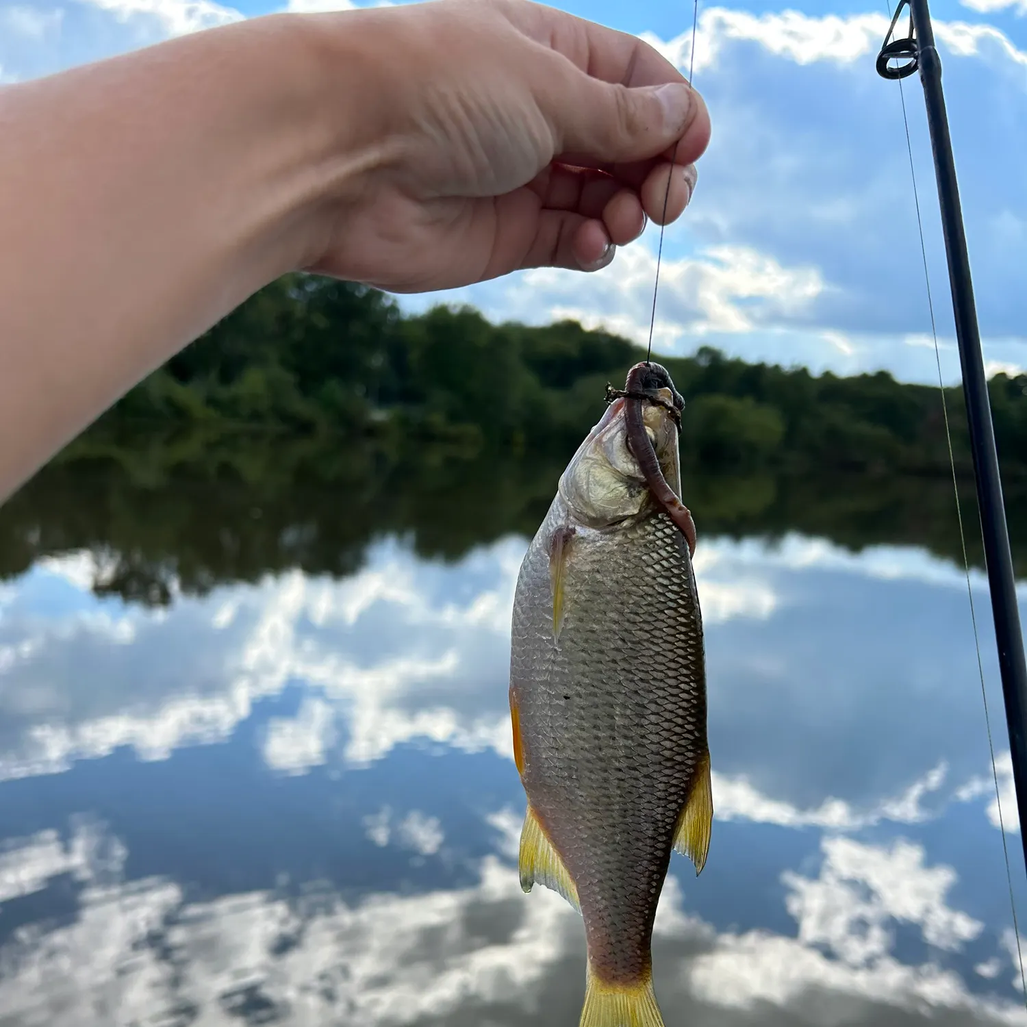 Golden shiner caught on Fishbrain