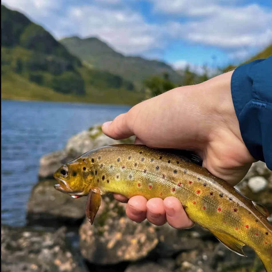Brown trout caught on Fishbrain