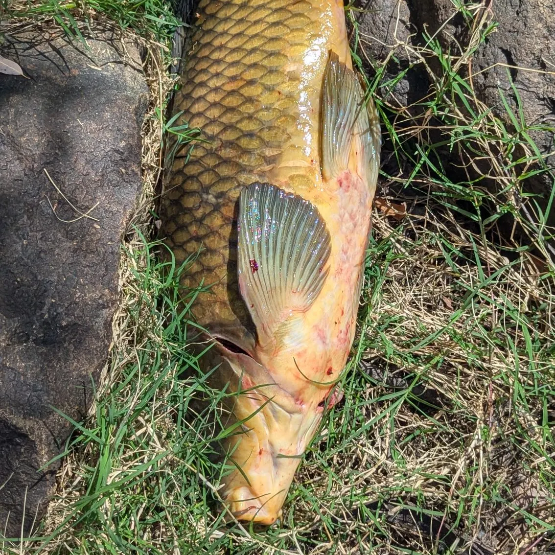 Common carp caught on Fishbrain