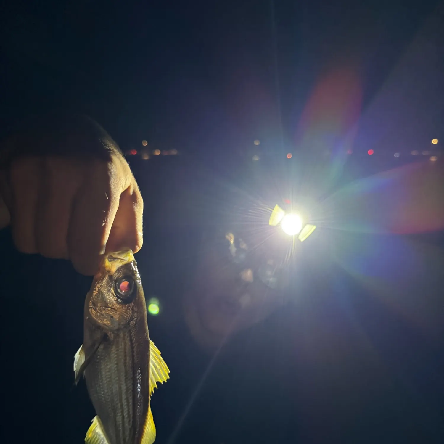 The most recent Yellowfin croaker catches on Fishbrain