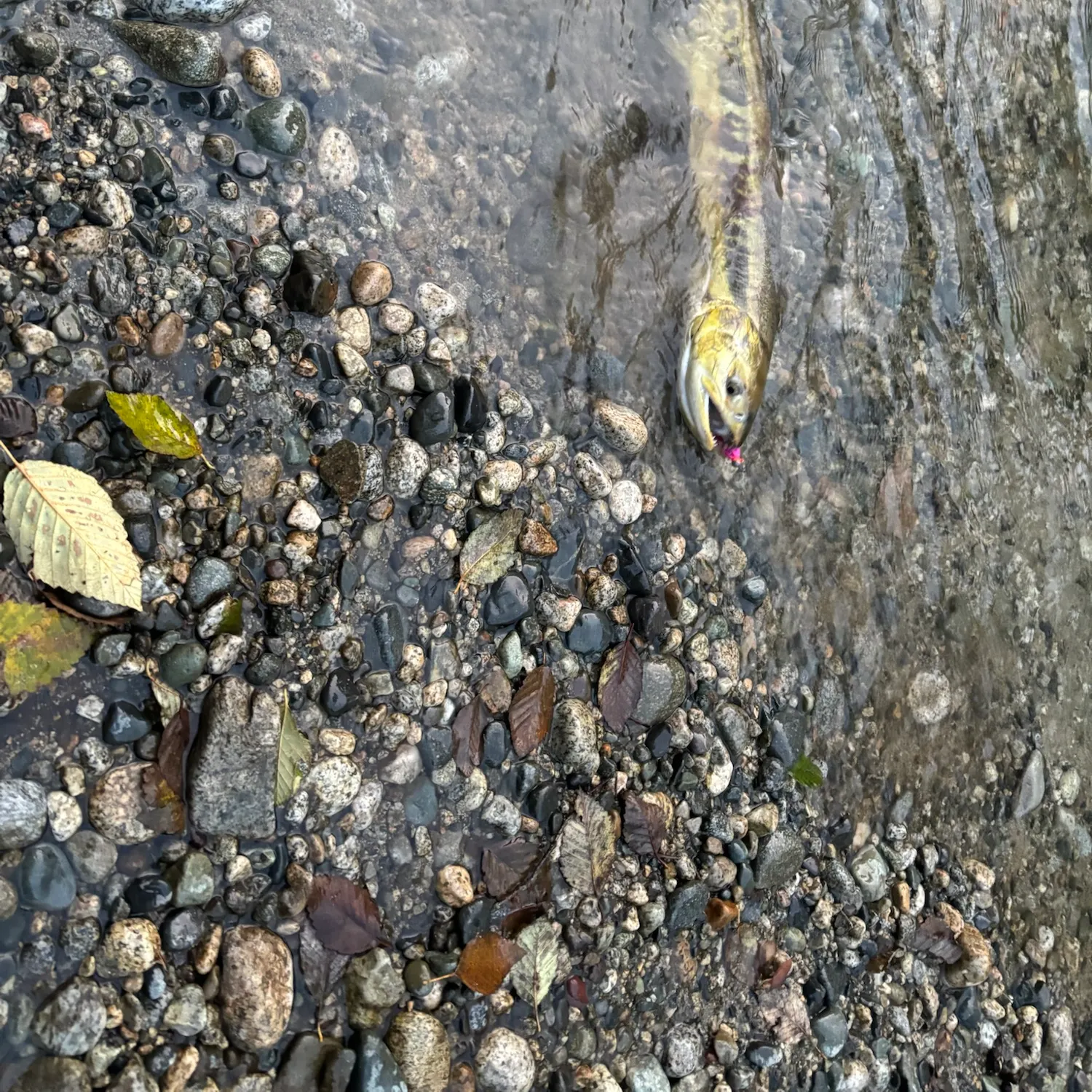 Chum salmon caught on Fishbrain