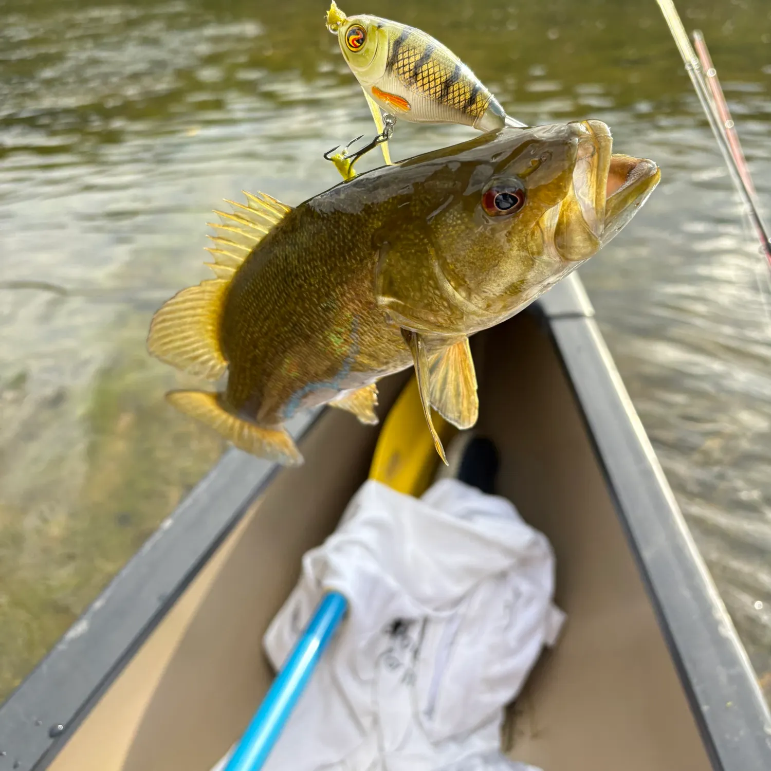 Smallmouth bass caught on Fishbrain