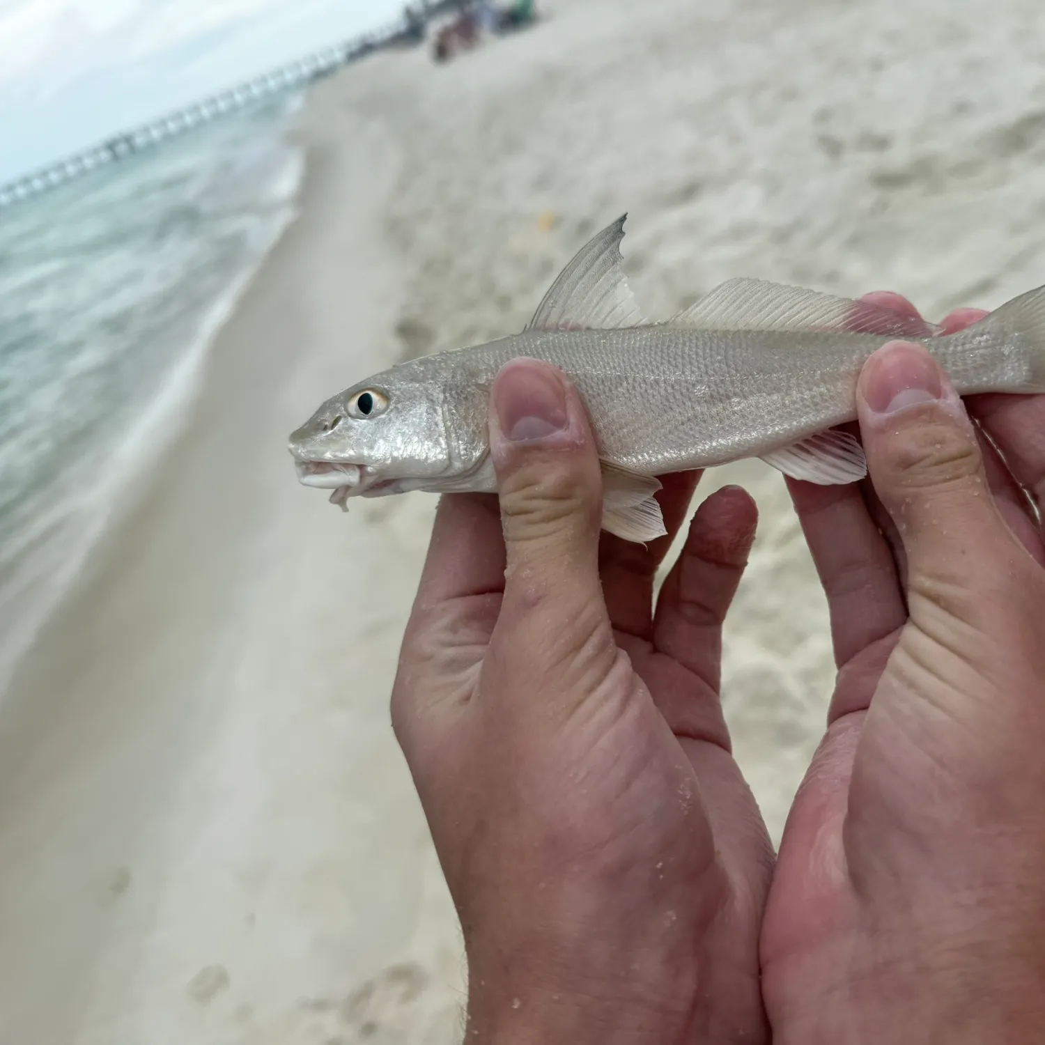 Gulf kingcroaker caught on Fishbrain