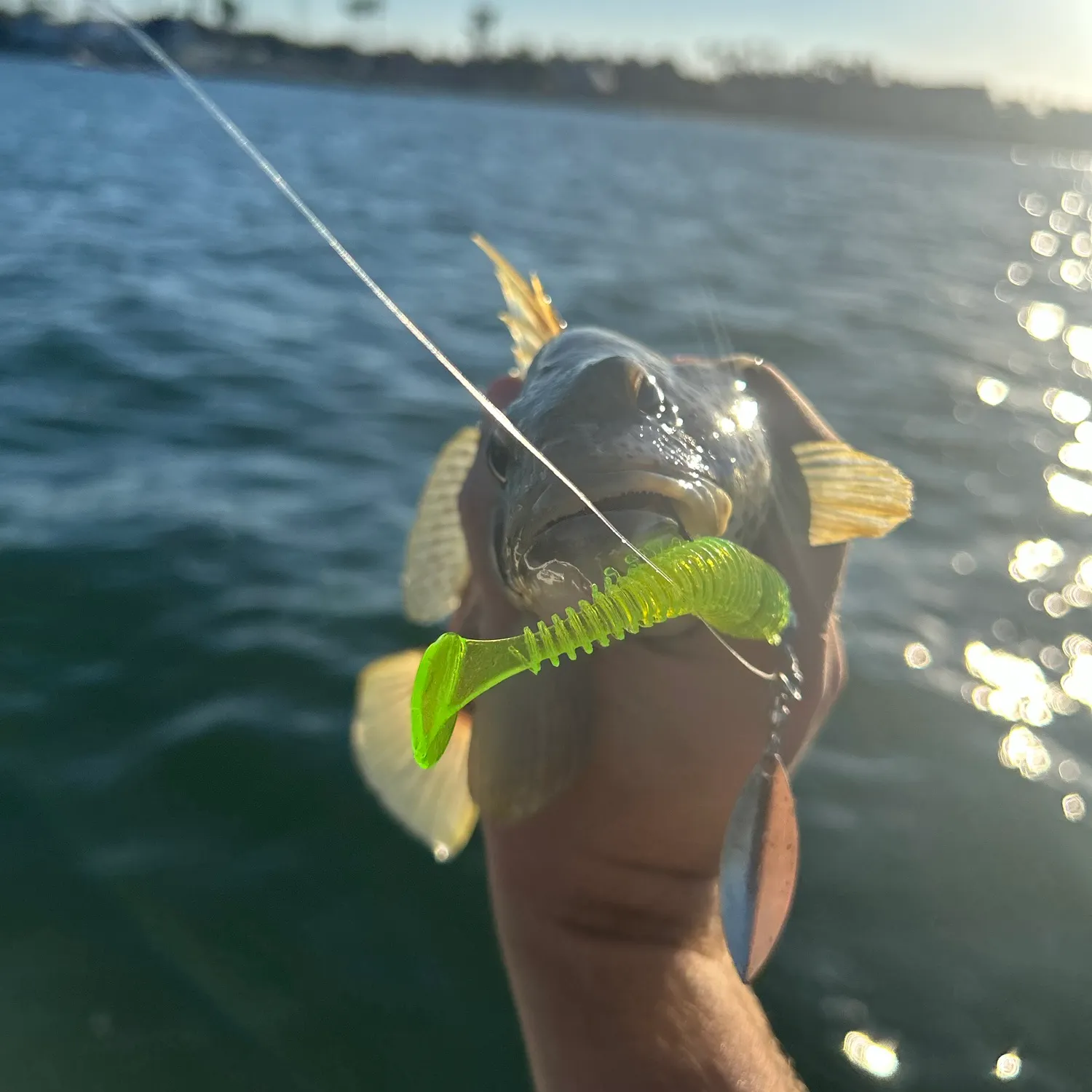 Spotted sand bass caught on Fishbrain