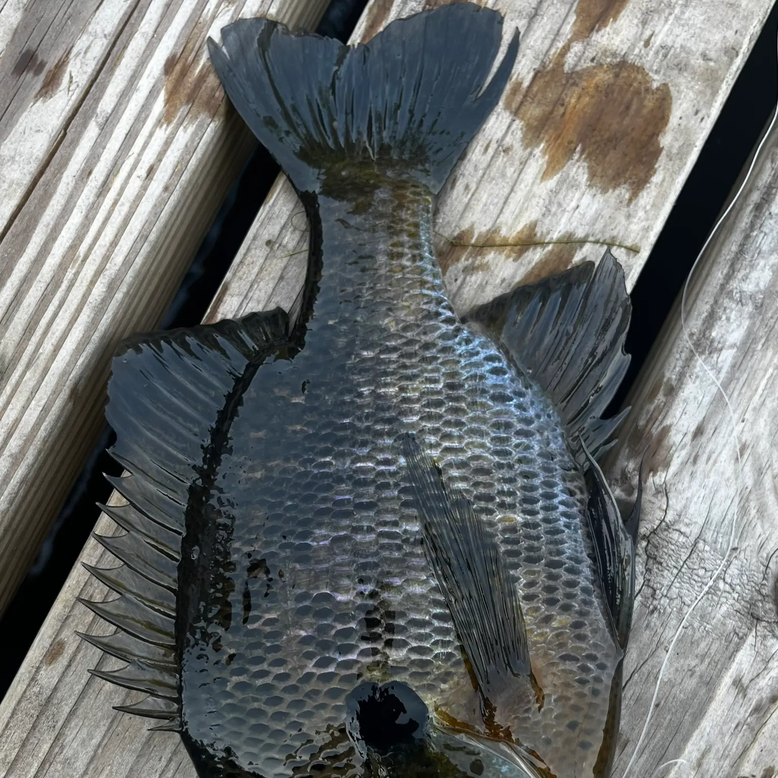 recently logged catches