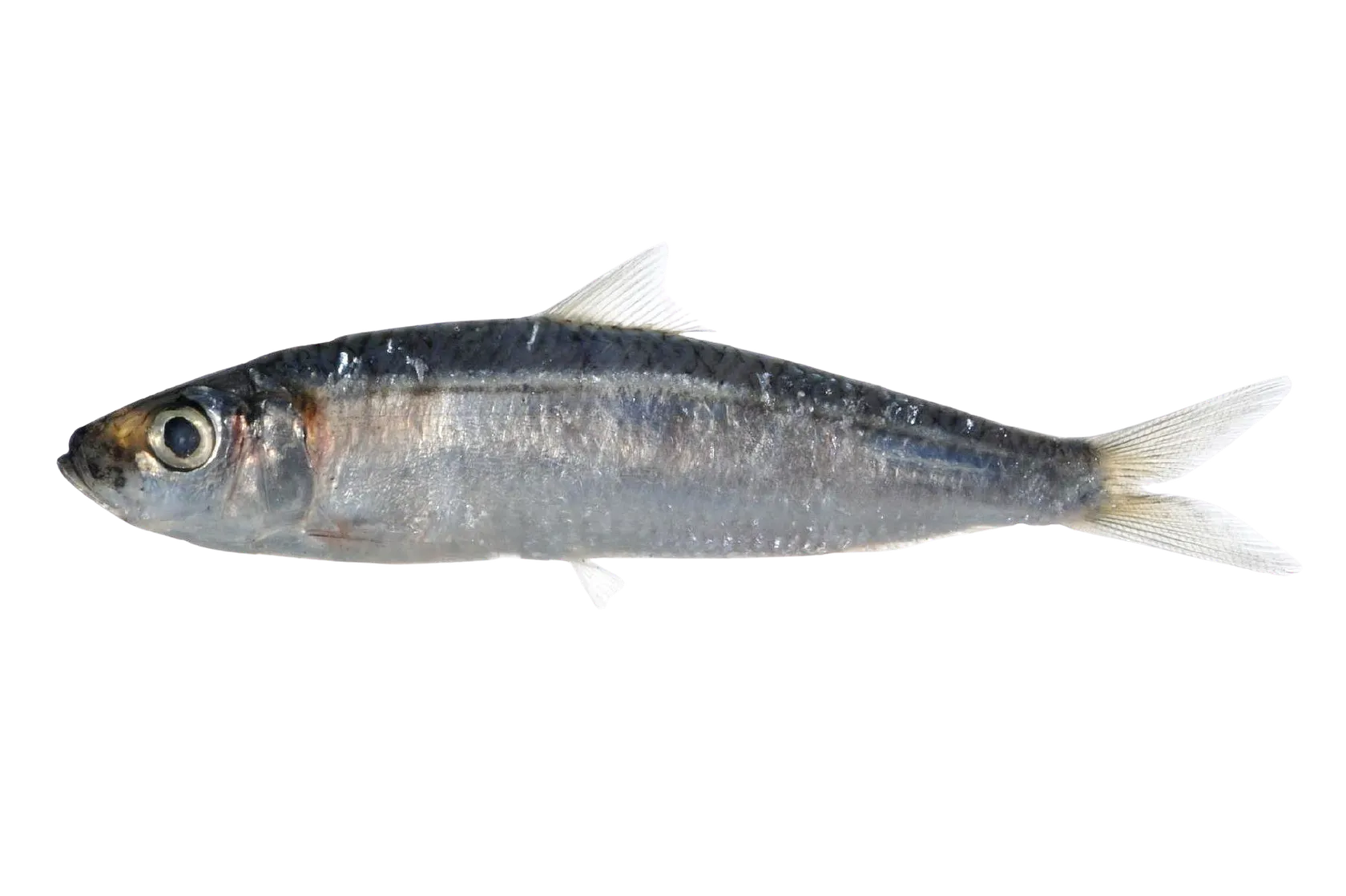 Bluestripe herring