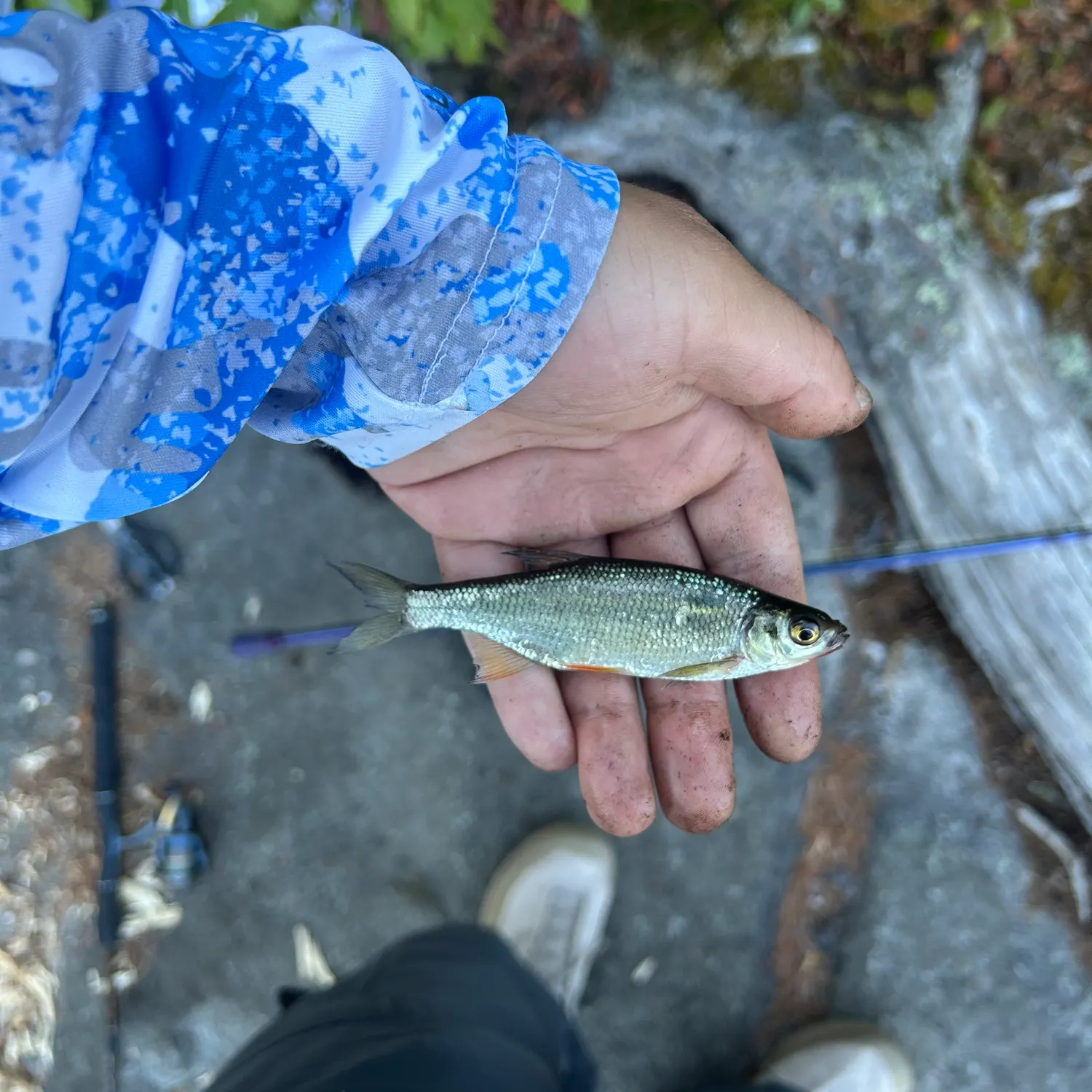 Golden shiner caught on Fishbrain