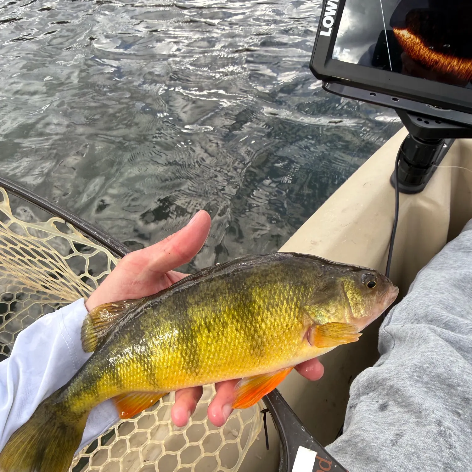 Yellow perch caught on Fishbrain
