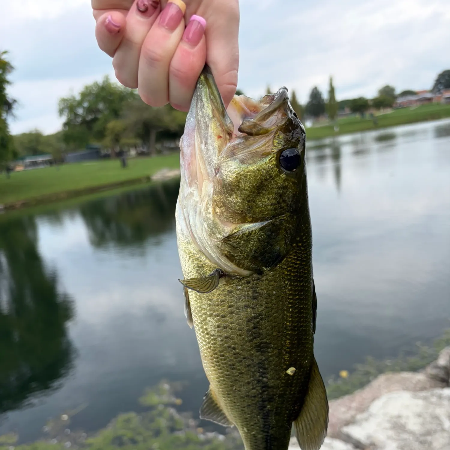 Largemouth bass caught on Fishbrain