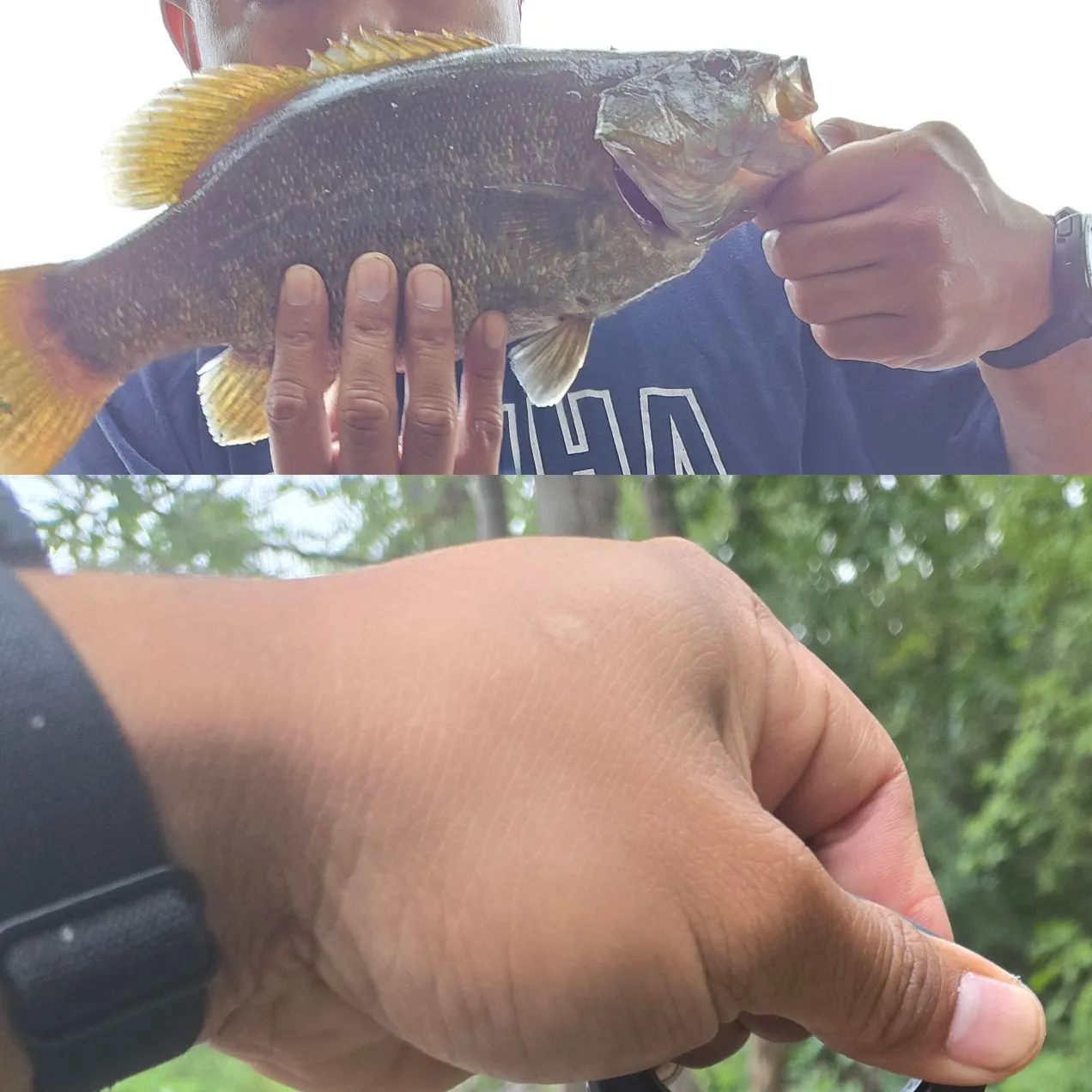Smallmouth bass caught on Fishbrain