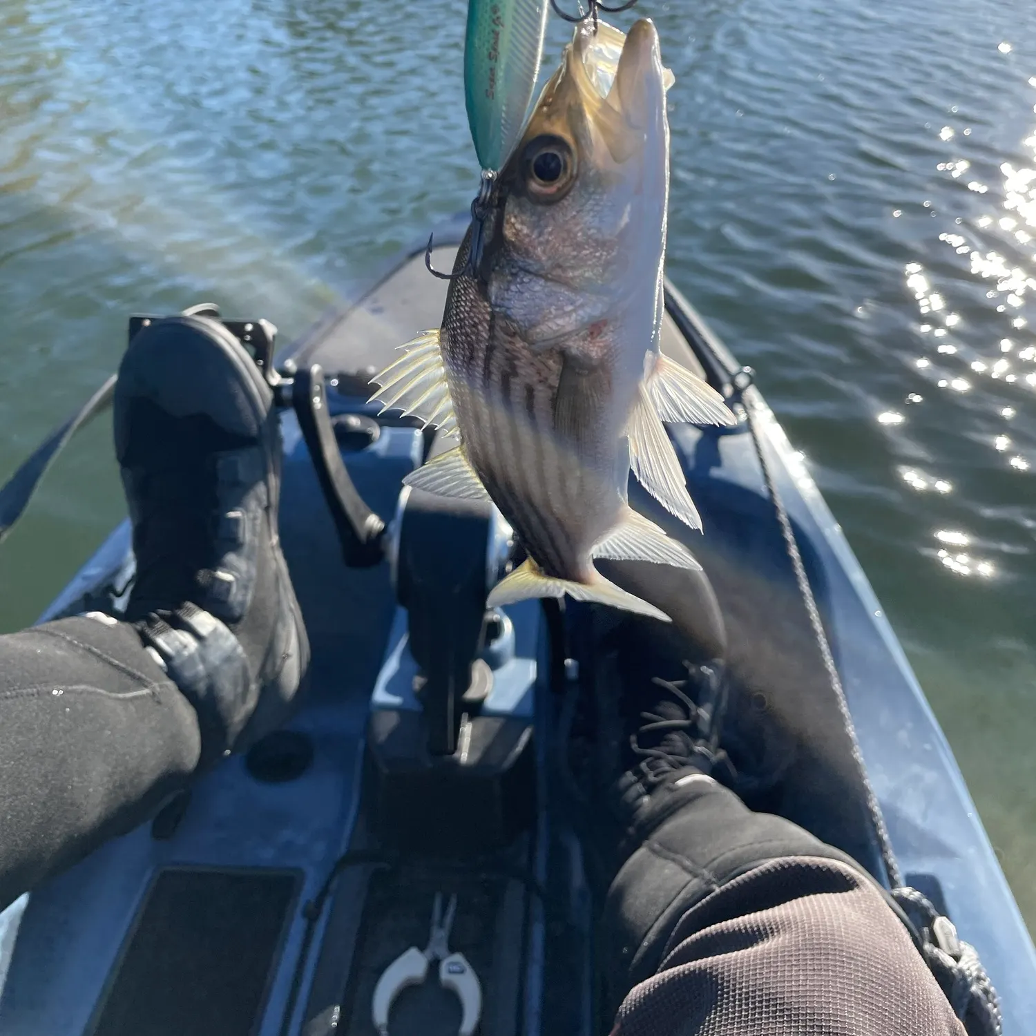 Fish caught on Fishbrain