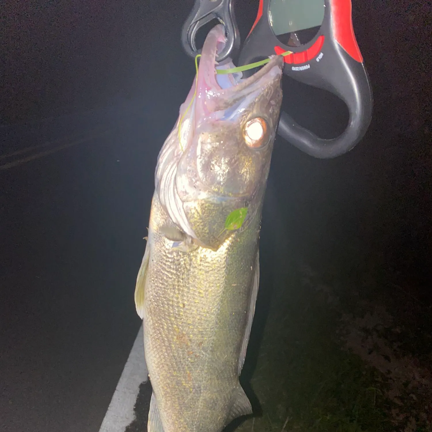 angler catch