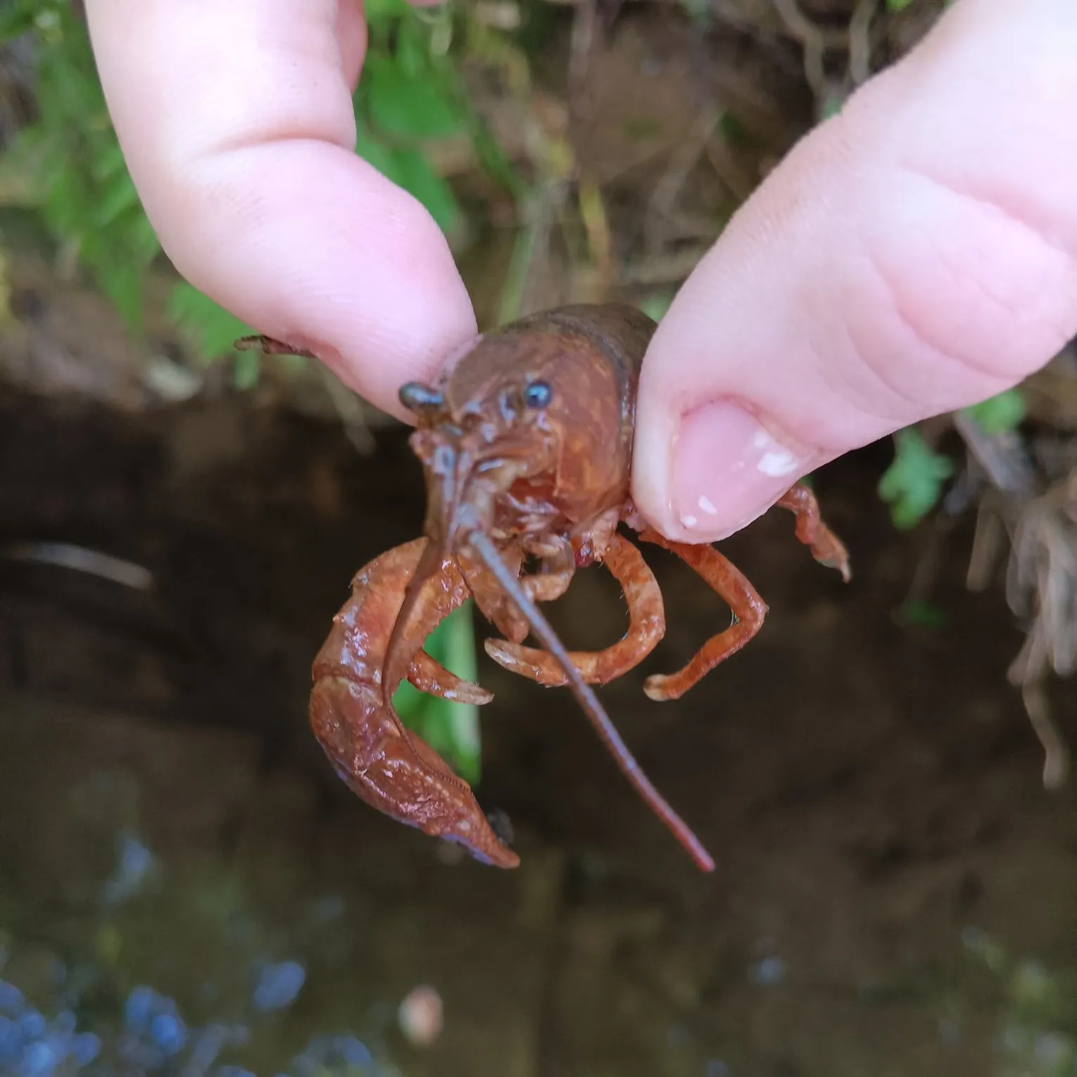 The most recent Variable crayfish catches on Fishbrain