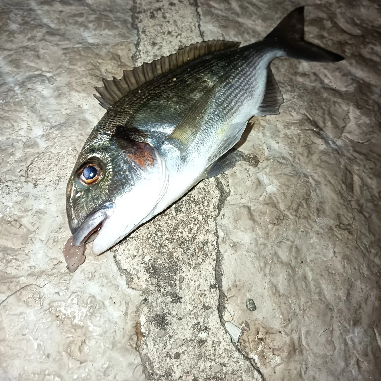 The most recent Gilthead seabream catches on Fishbrain