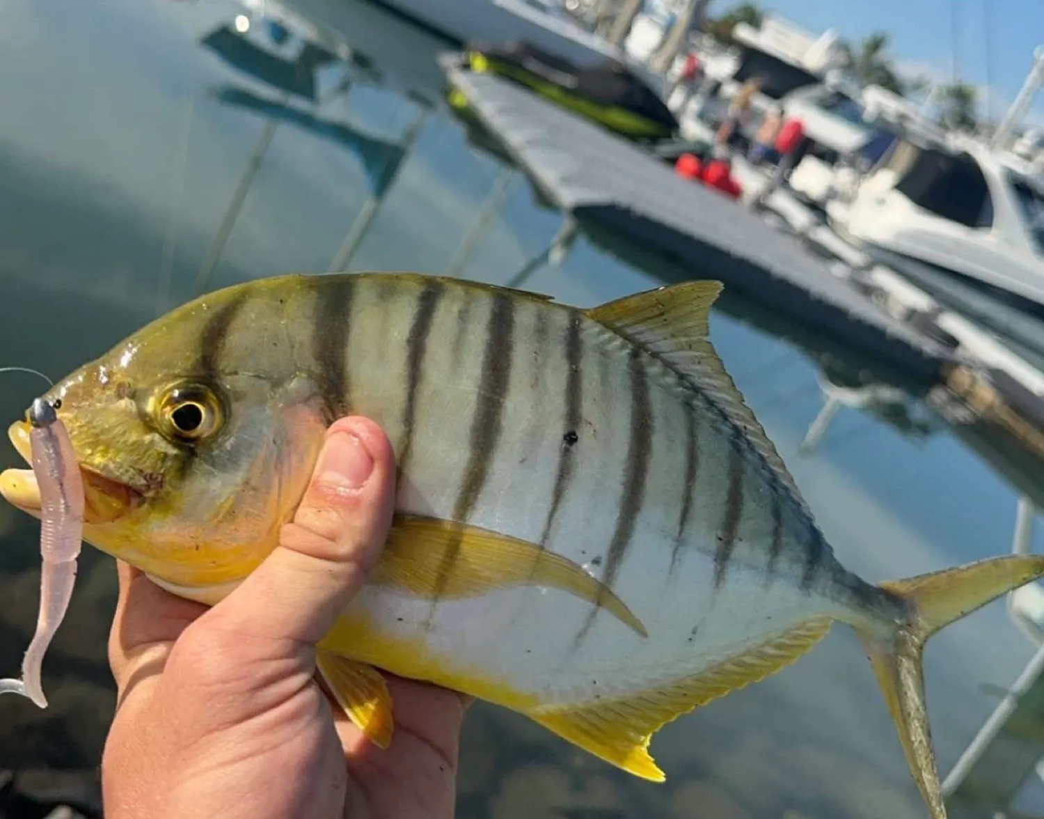 Golden trevally