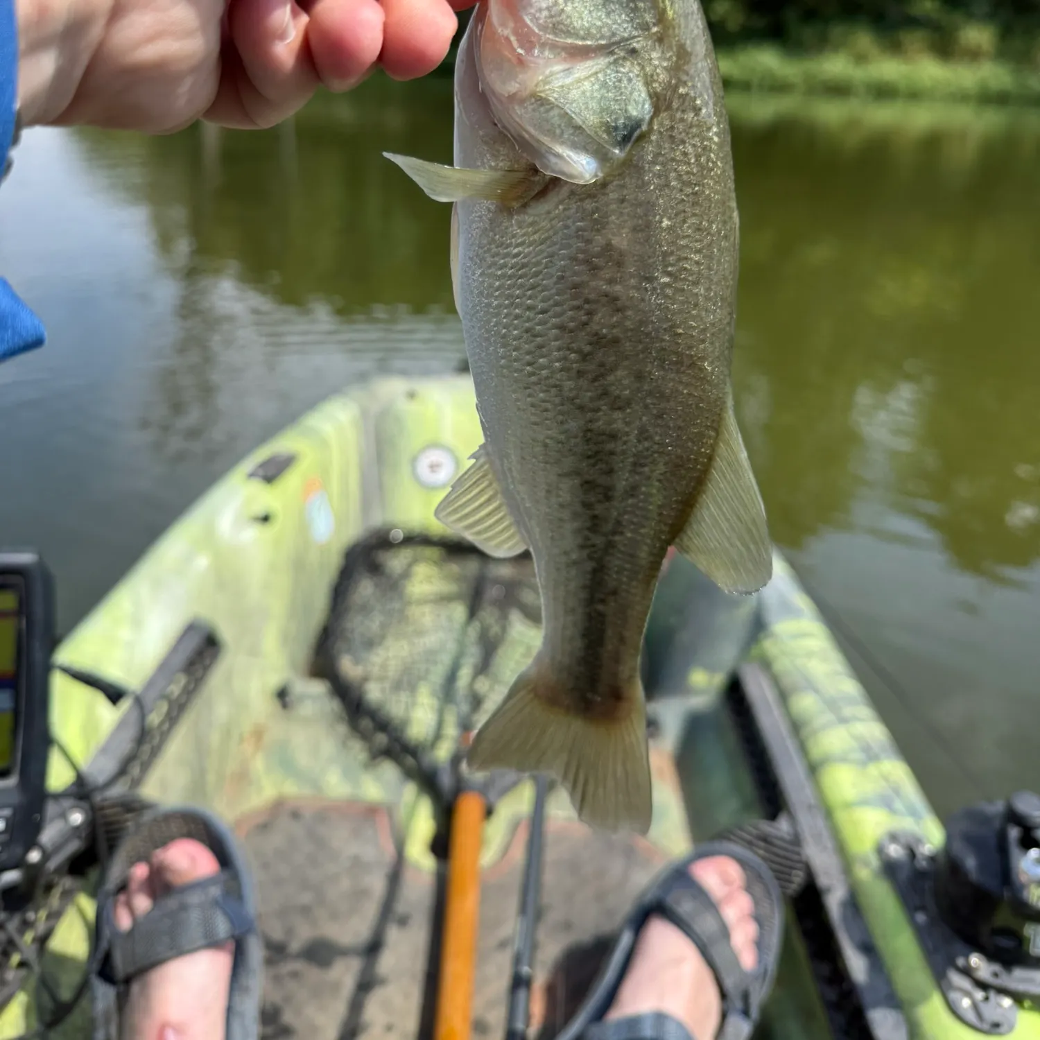 Largemouth bass caught on Fishbrain