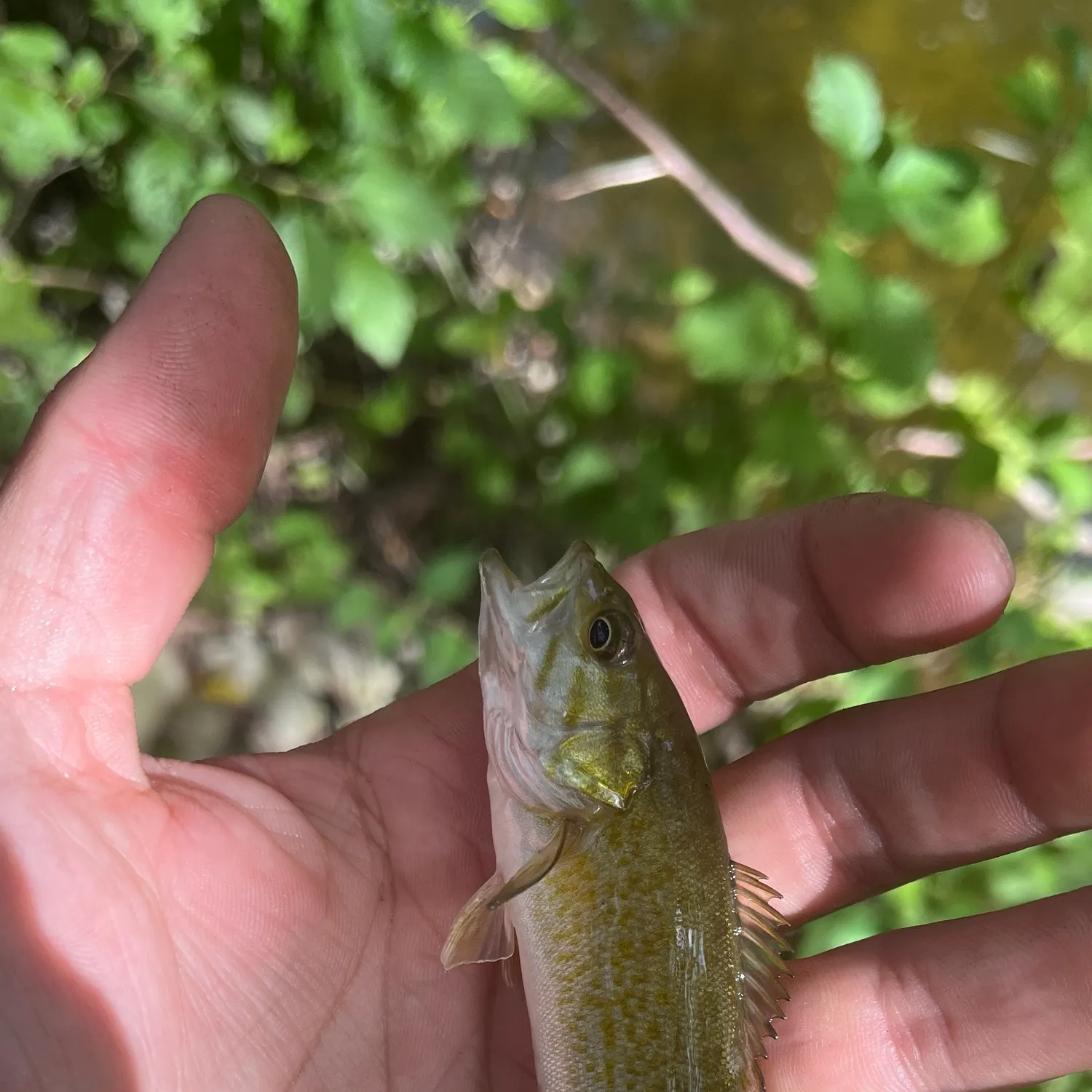 Smallmouth bass caught on Fishbrain