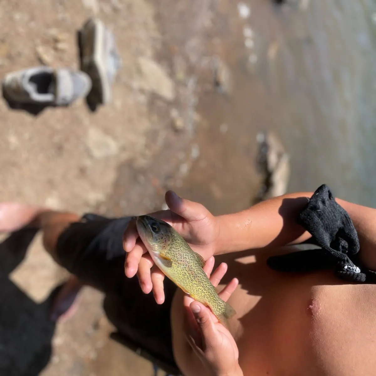 Rainbow trout caught on Fishbrain