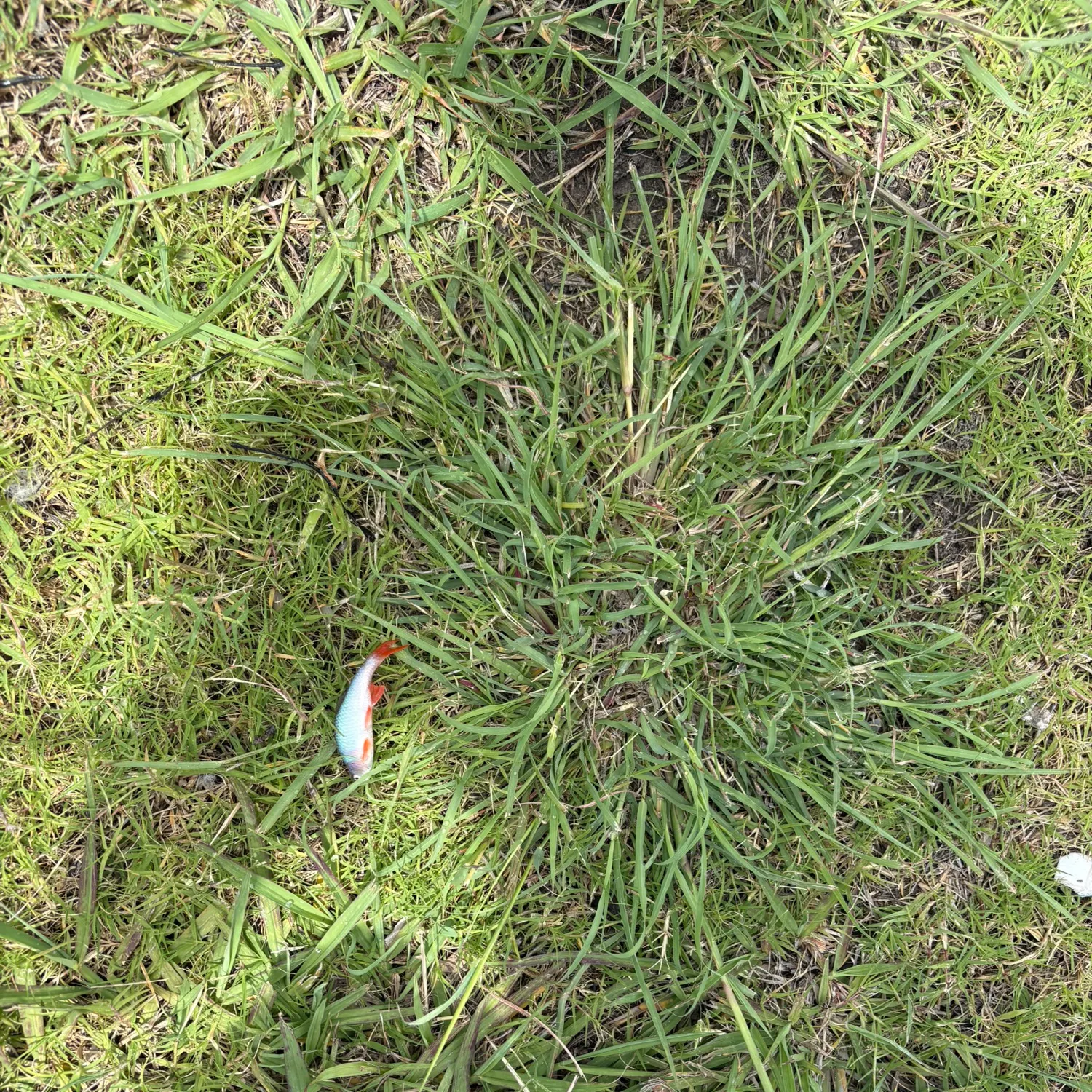 The most recent Redfin shiner catches on Fishbrain