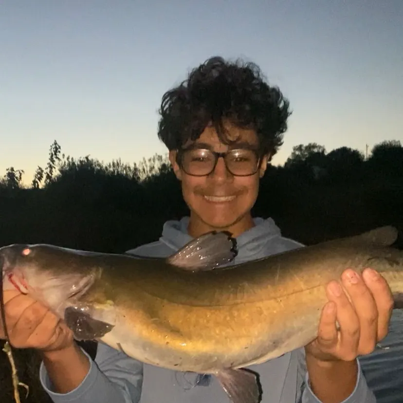 Channel catfish caught on Fishbrain