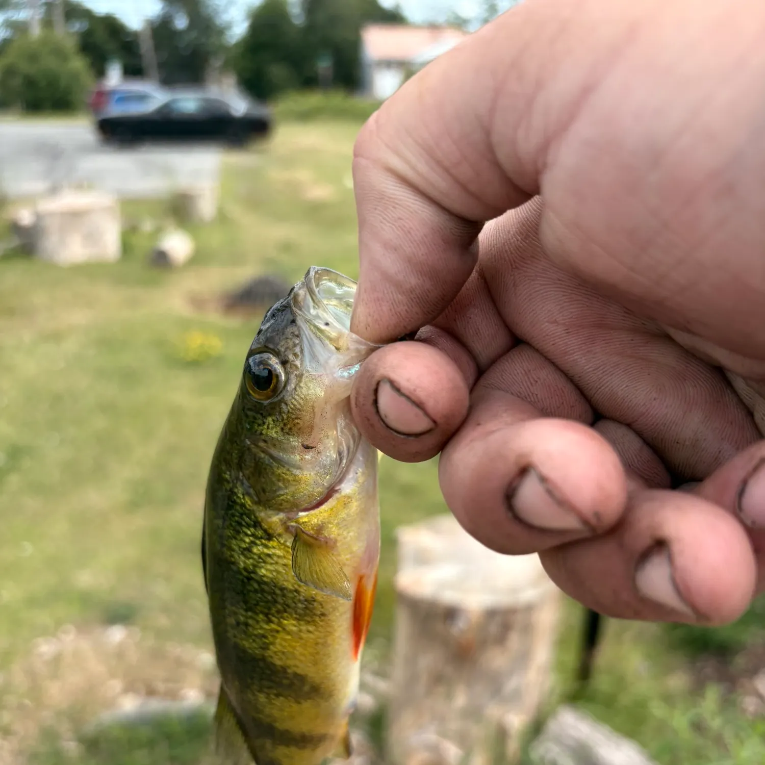catch