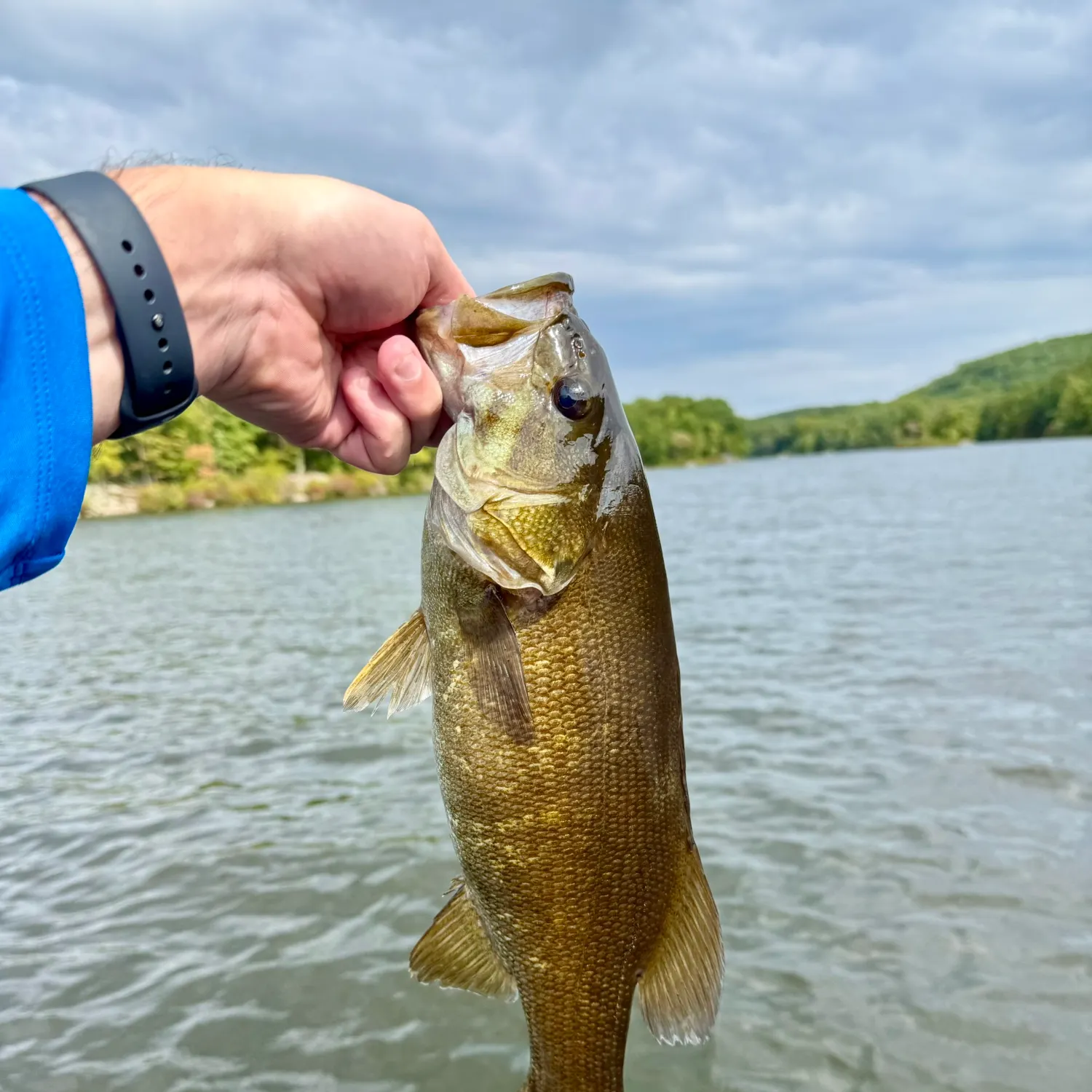 Smallmouth bass caught on Fishbrain