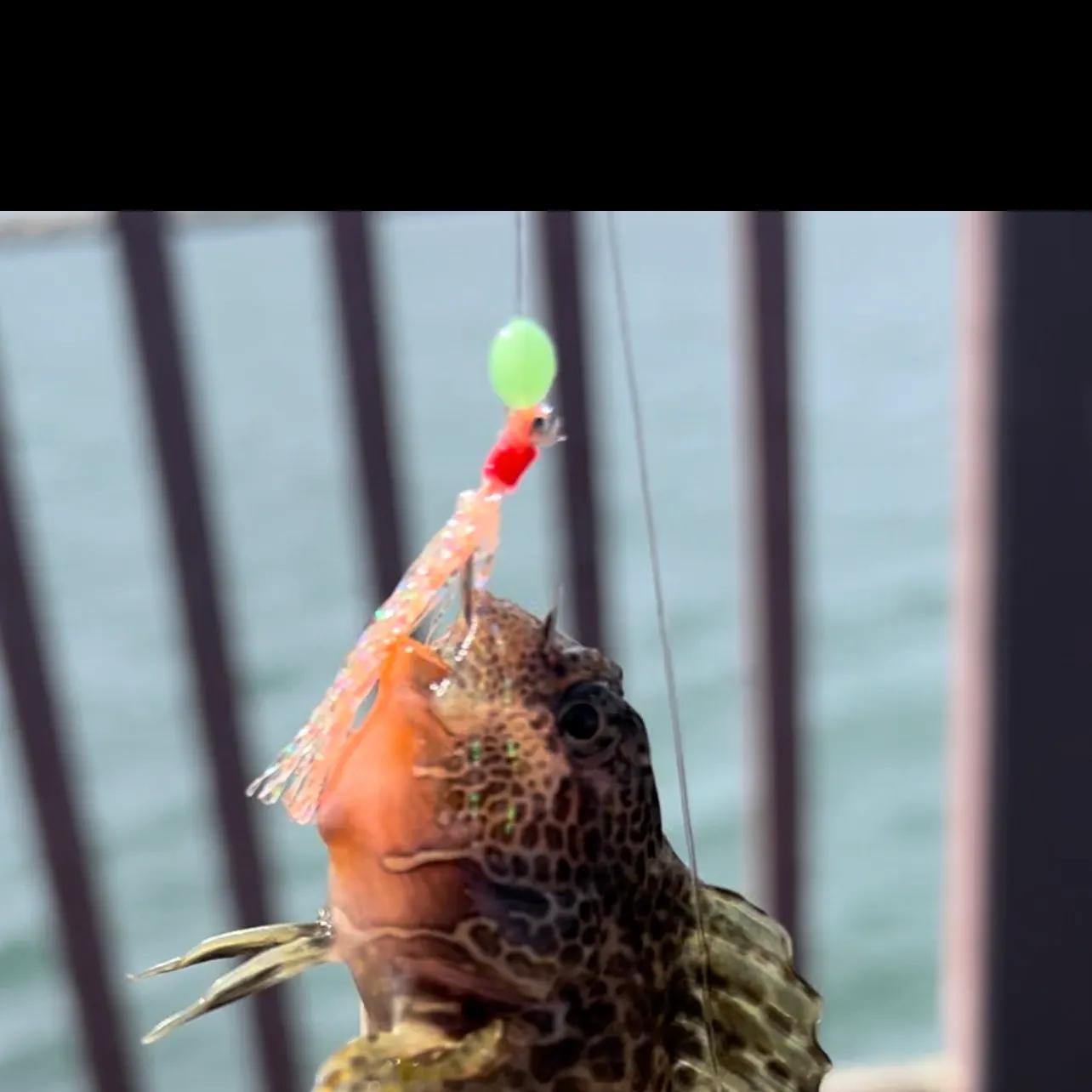 The most recent Feather blenny catches on Fishbrain