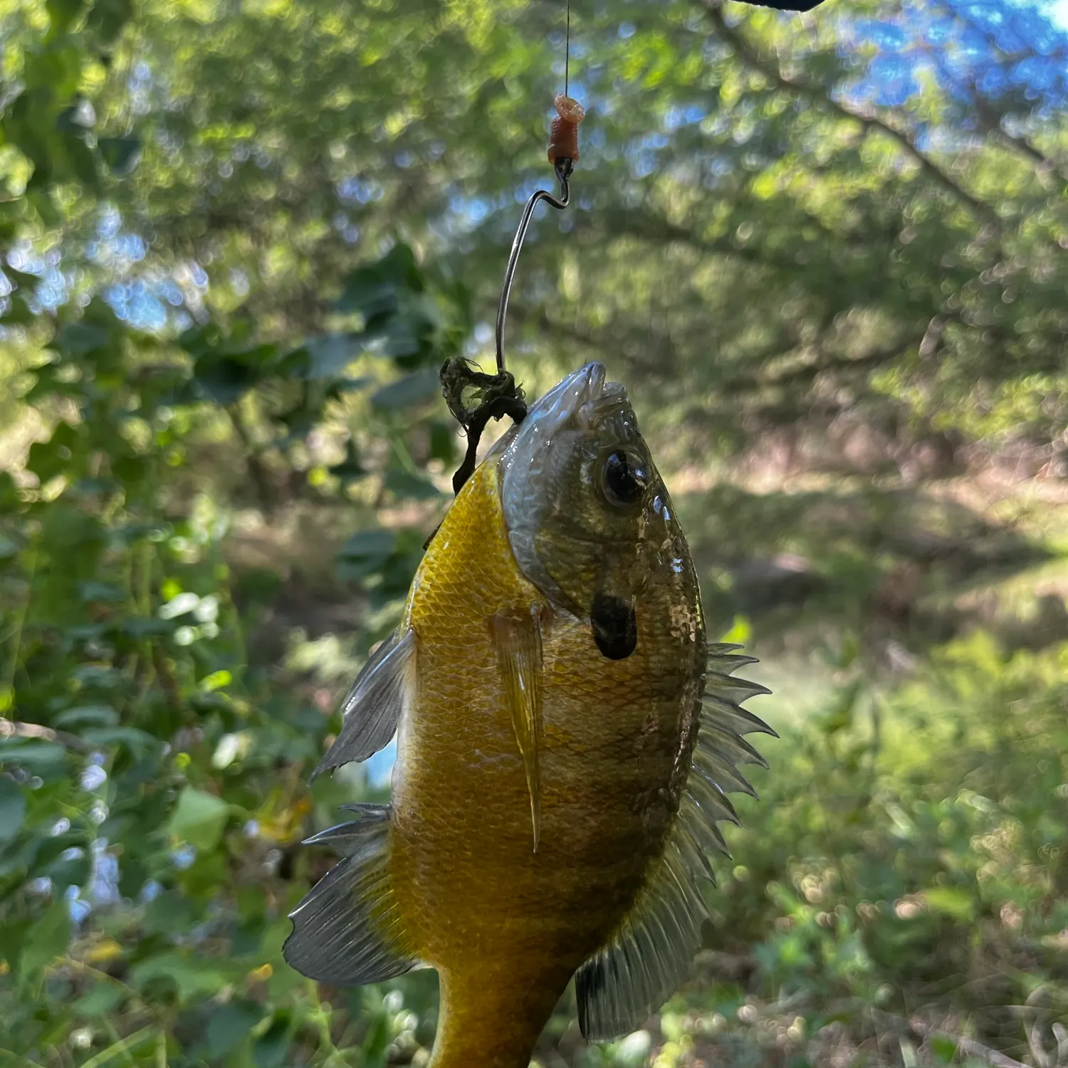Bluegill caught on Fishbrain