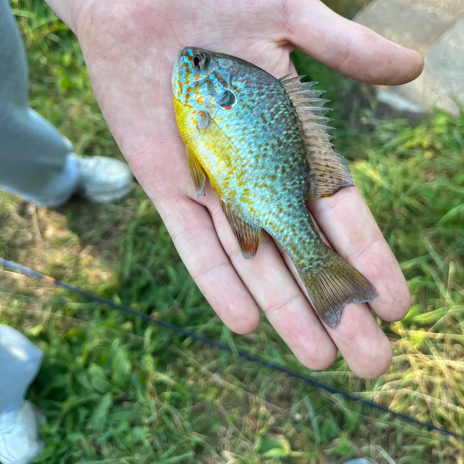 Pumpkinseed caught on Fishbrain