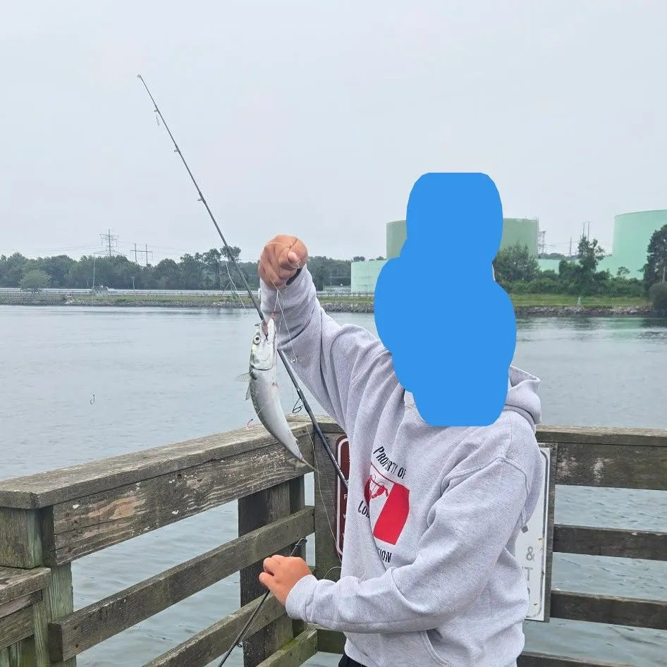 Atlantic mackerel caught on Fishbrain
