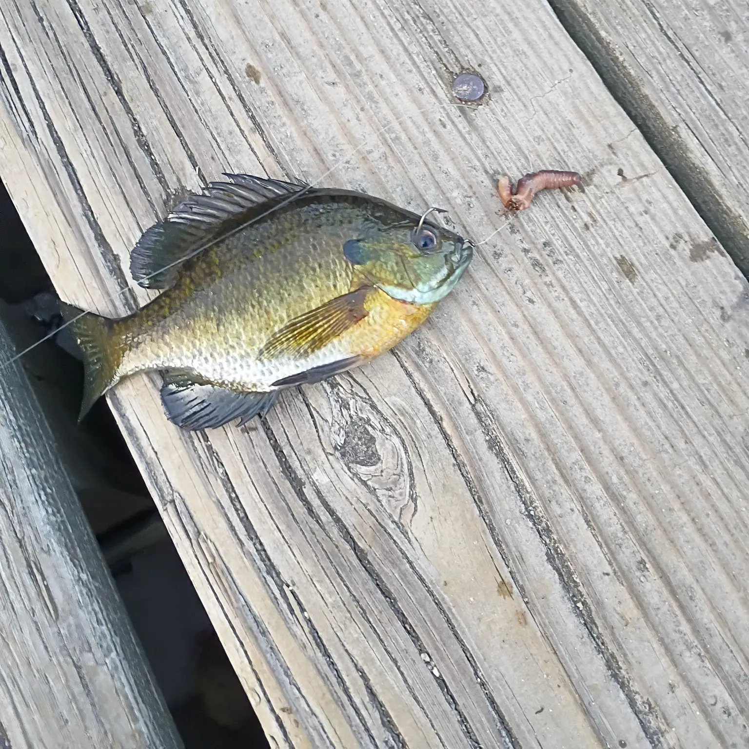 Bluegill caught on Fishbrain