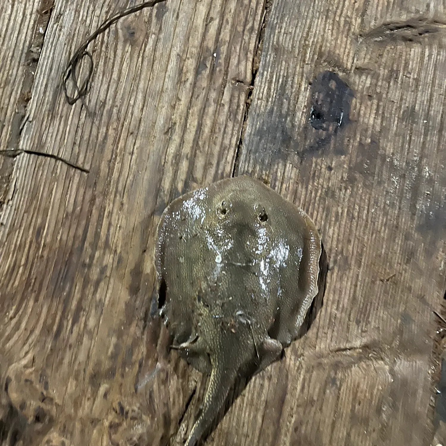 The most recent Haller's round ray catches on Fishbrain