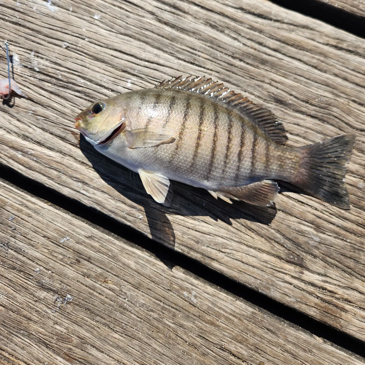Luderick caught on Fishbrain