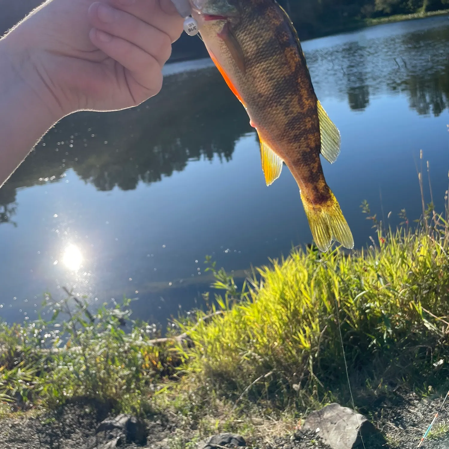 Yellow perch caught on Fishbrain