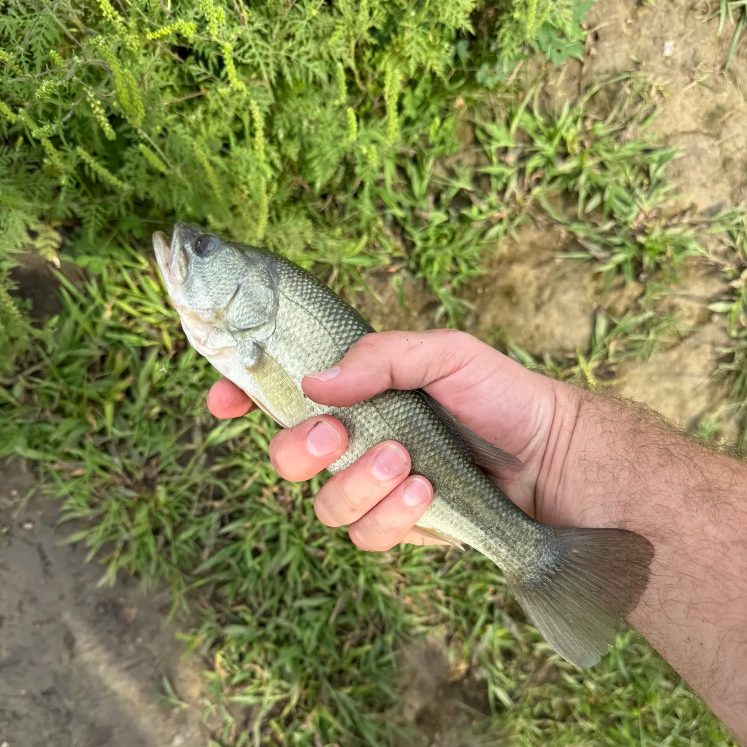 Smallmouth bass caught on Fishbrain