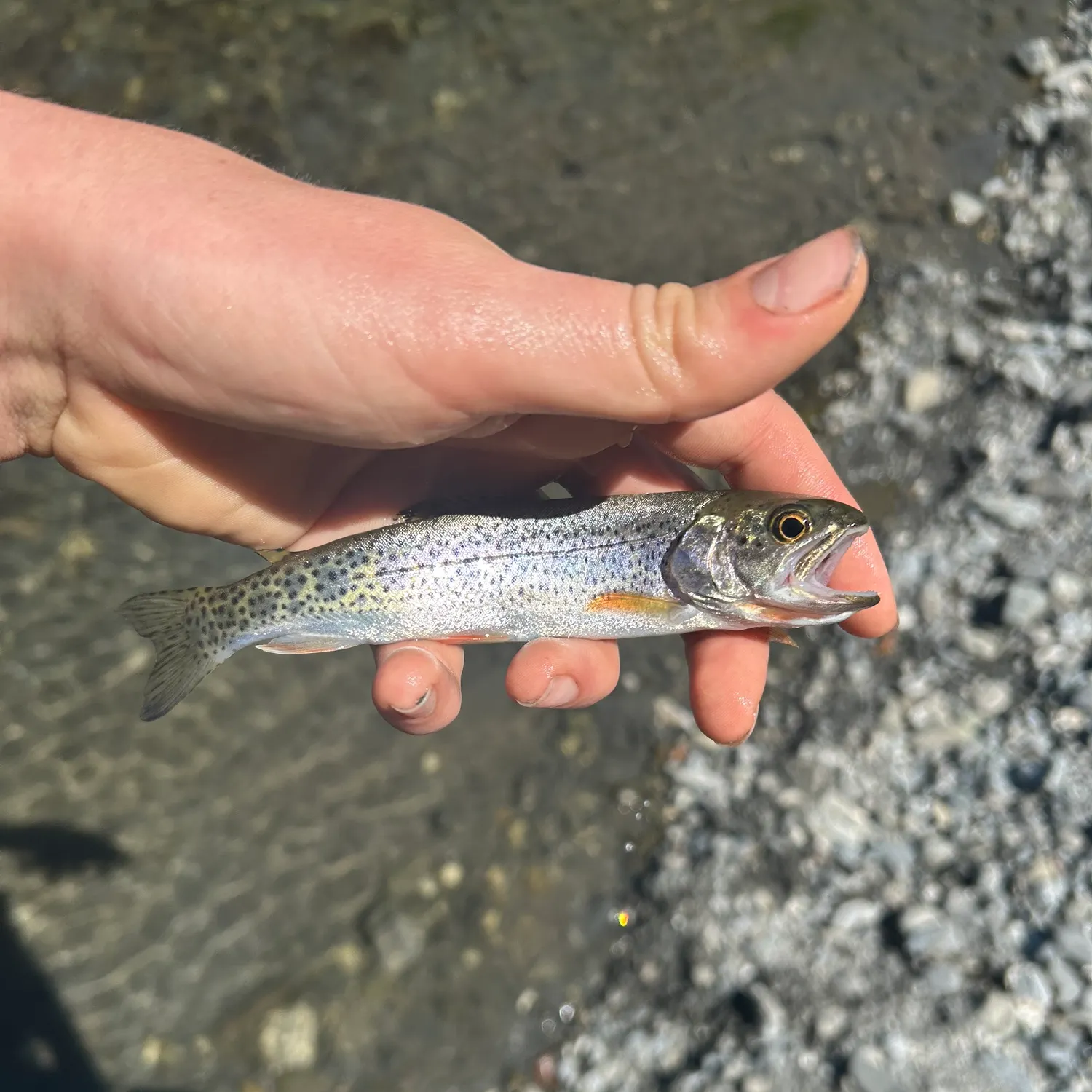 The most recent Coastal cutthroat trout catches on Fishbrain