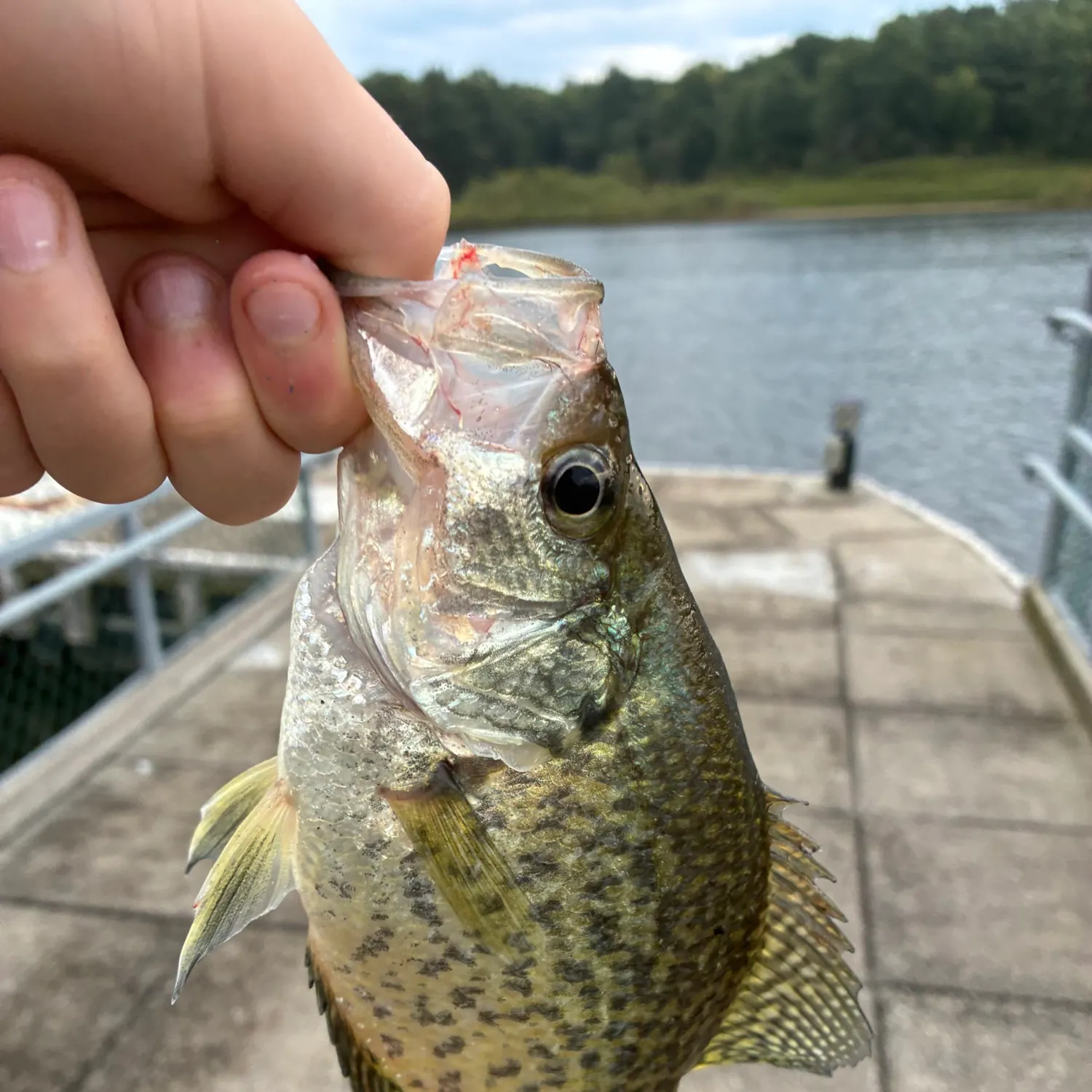 Black crappie caught on Fishbrain