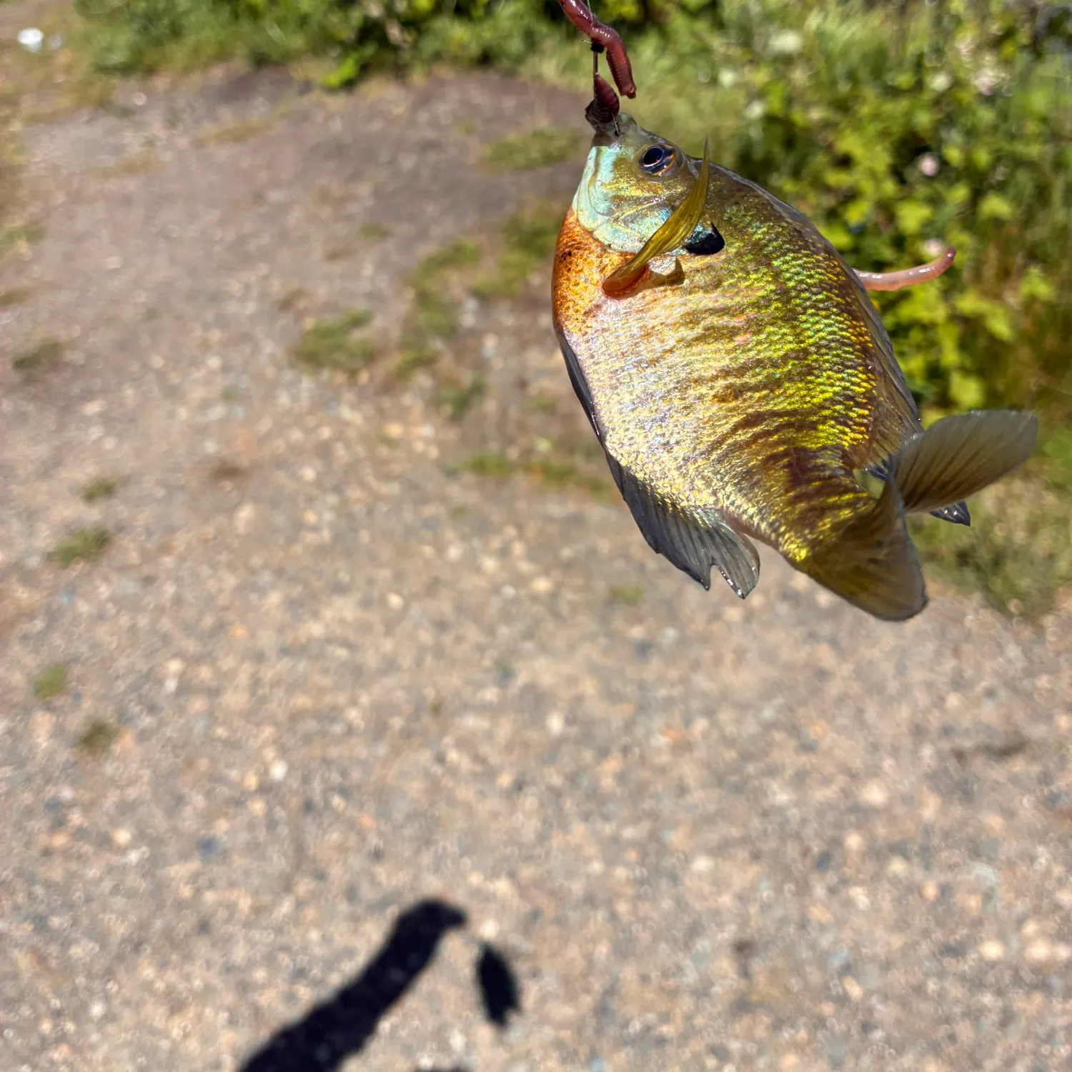 catch