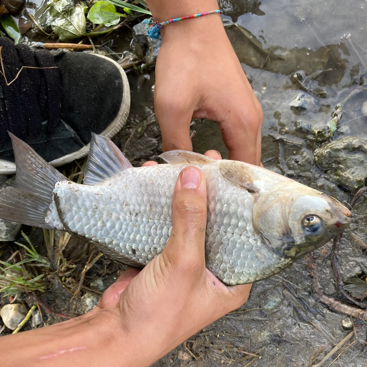 Common carp caught on Fishbrain