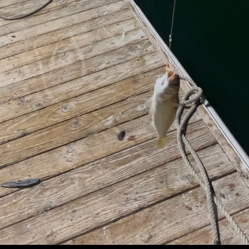 Yellowfin croaker caught on Fishbrain