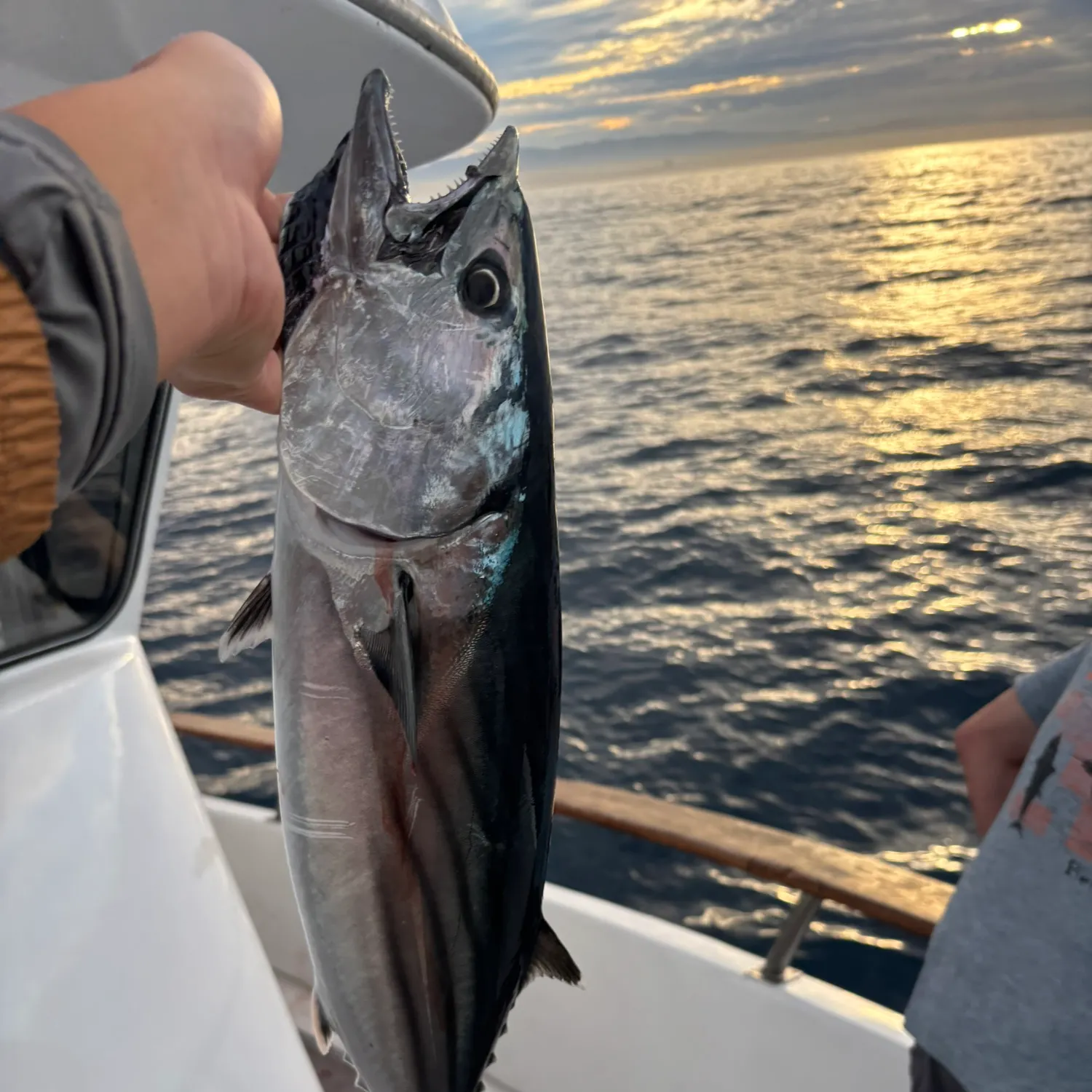 Pacific bonito caught on Fishbrain