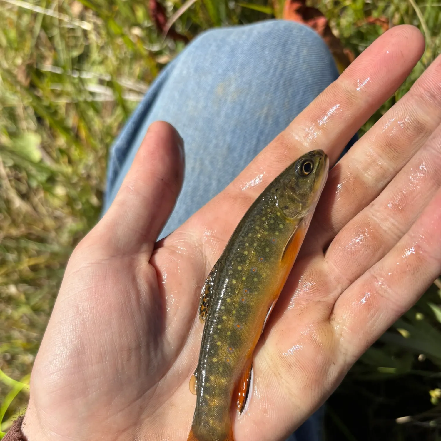 Brook trout caught on Fishbrain