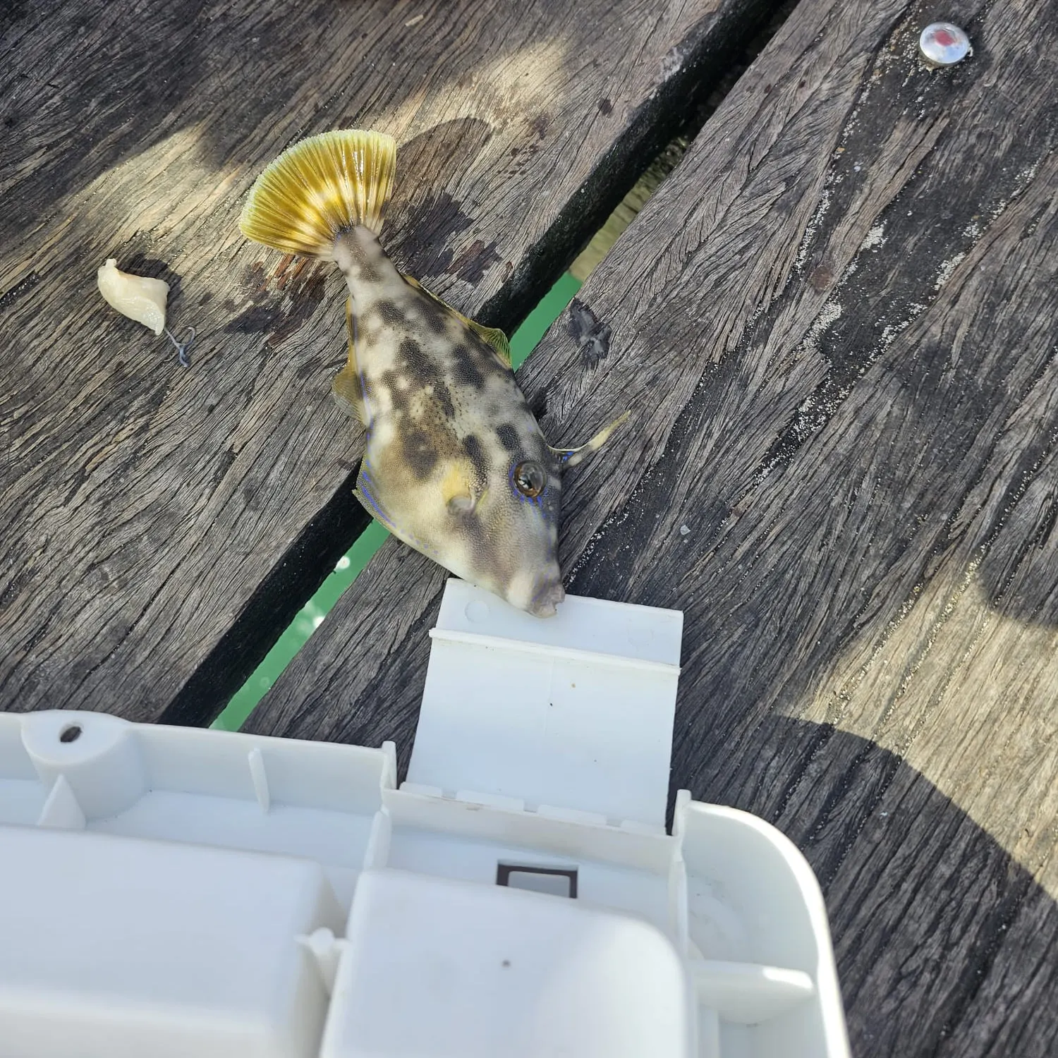 The most recent Yellowfin leatherjacket catches on Fishbrain