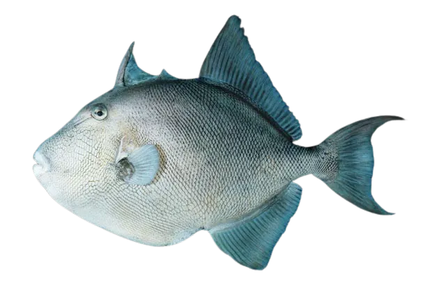 Finescale triggerfish