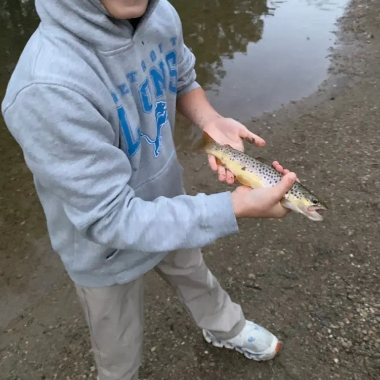 Brown trout caught on Fishbrain