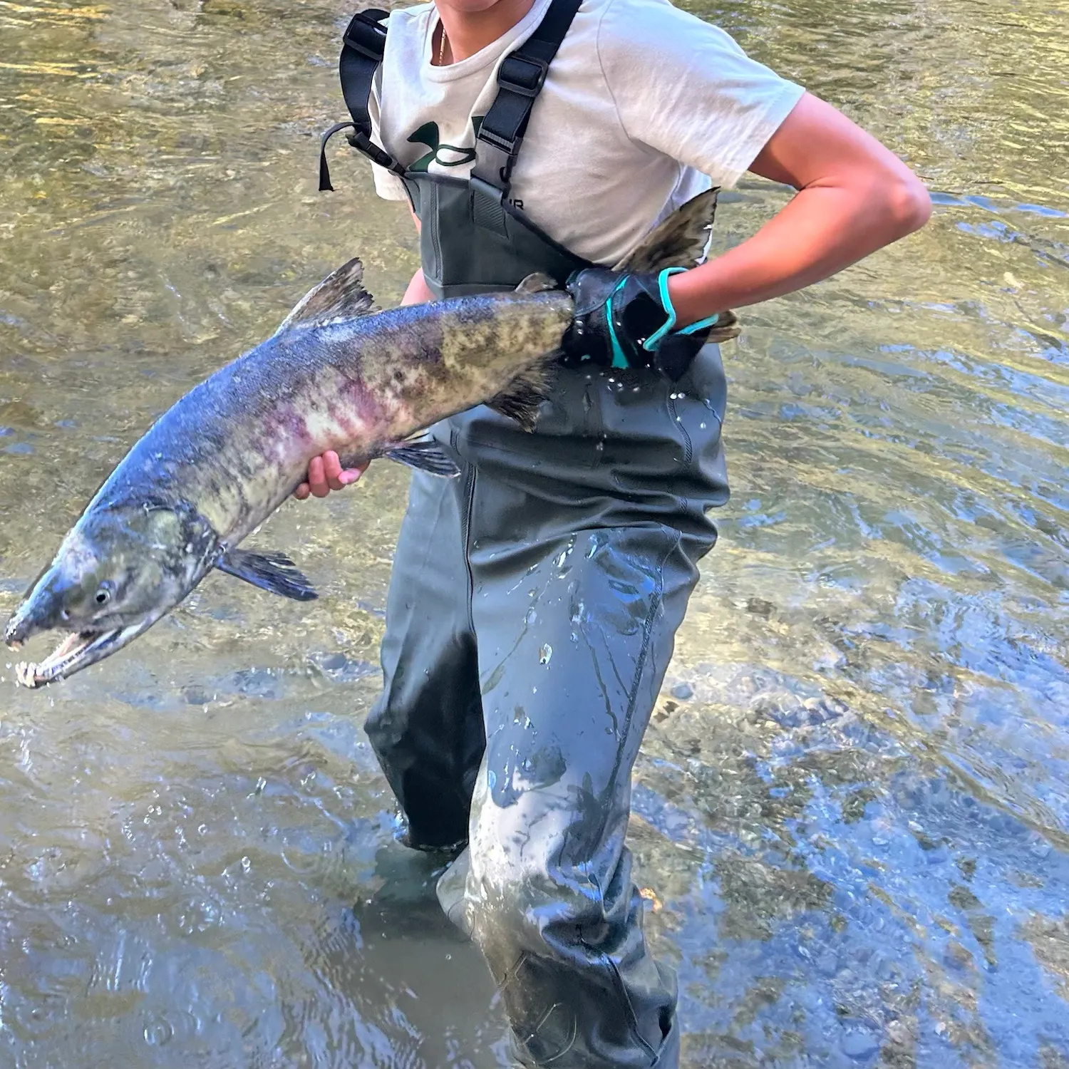 Chum salmon caught on Fishbrain