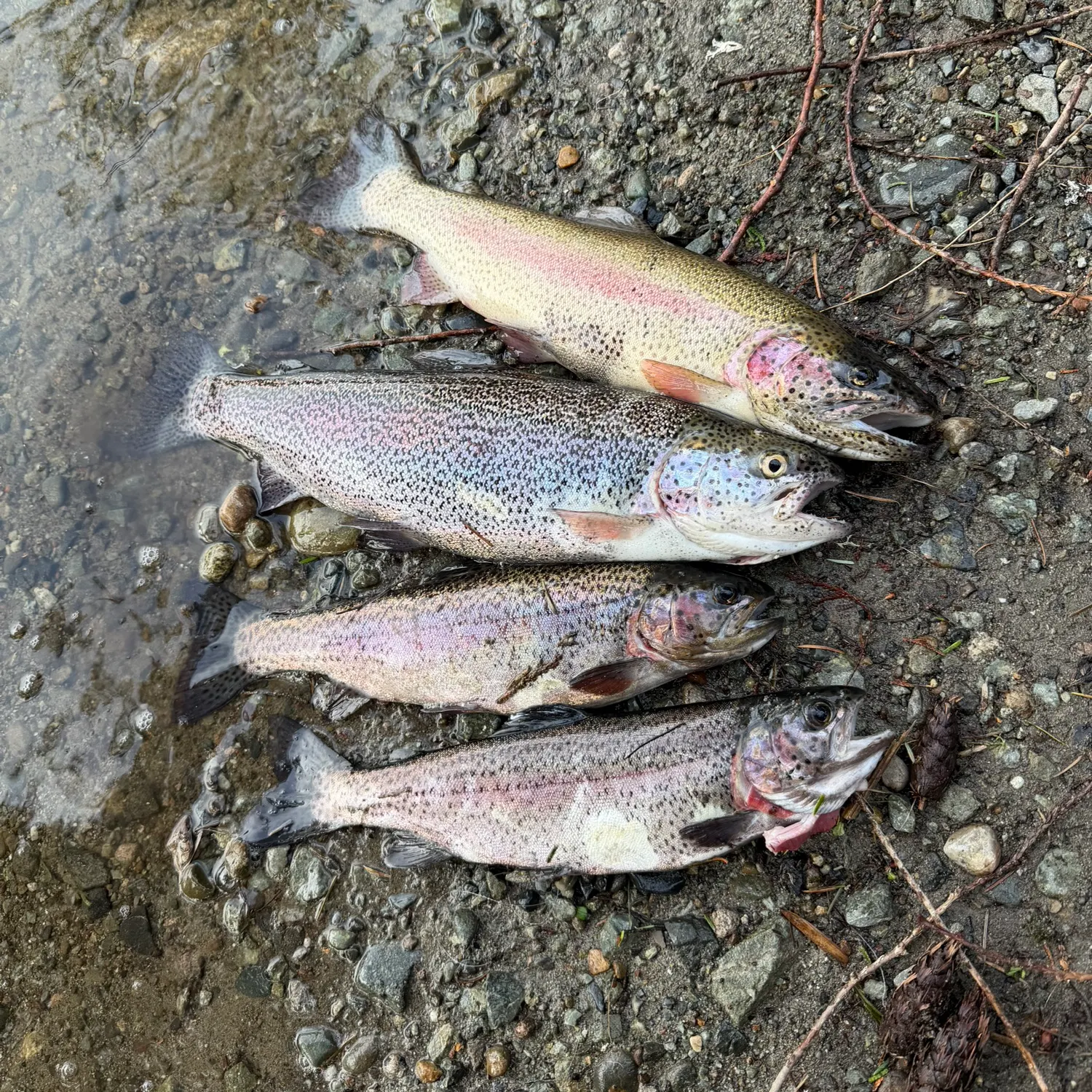 recently logged catches
