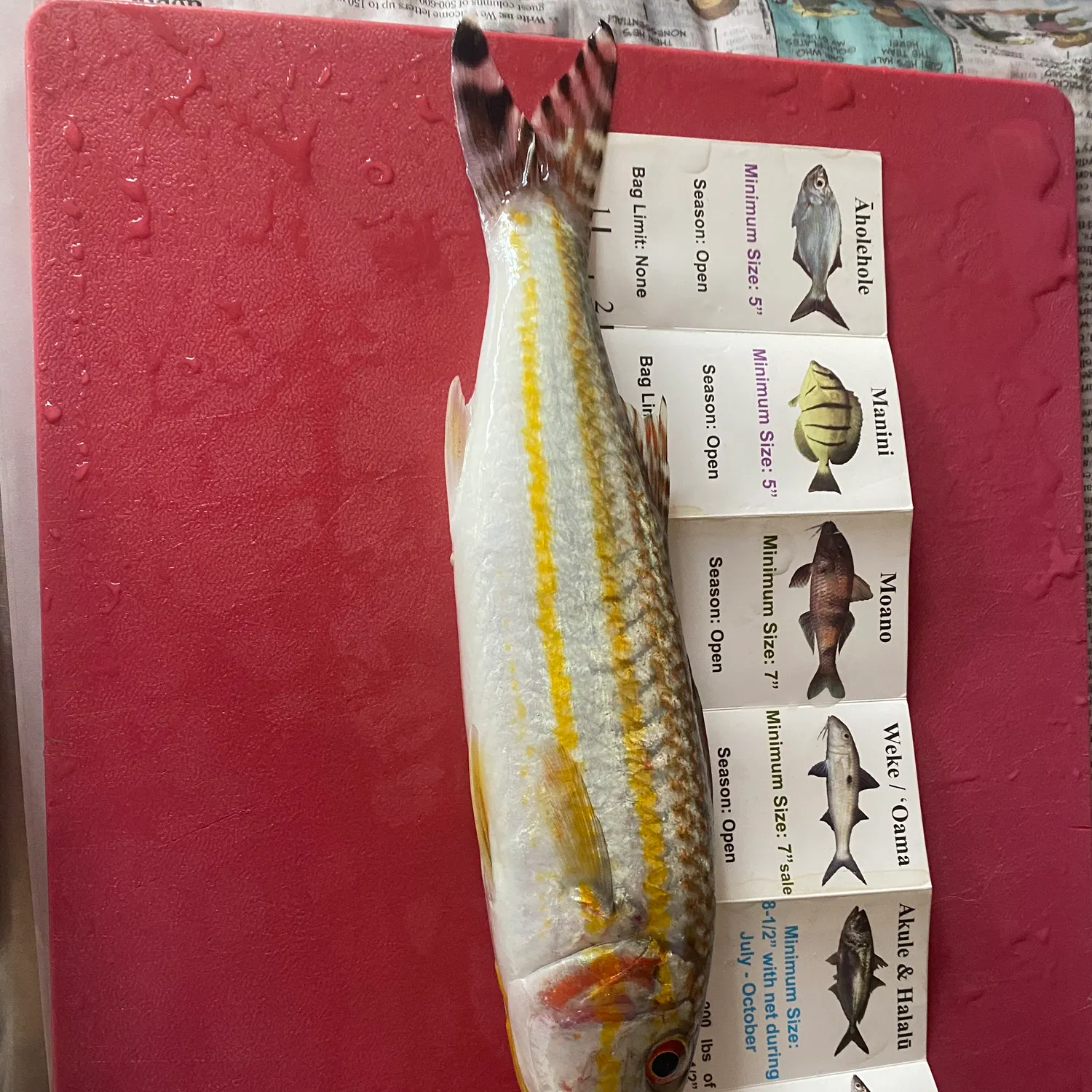 The most recent Yellow striped goatfish catches on Fishbrain
